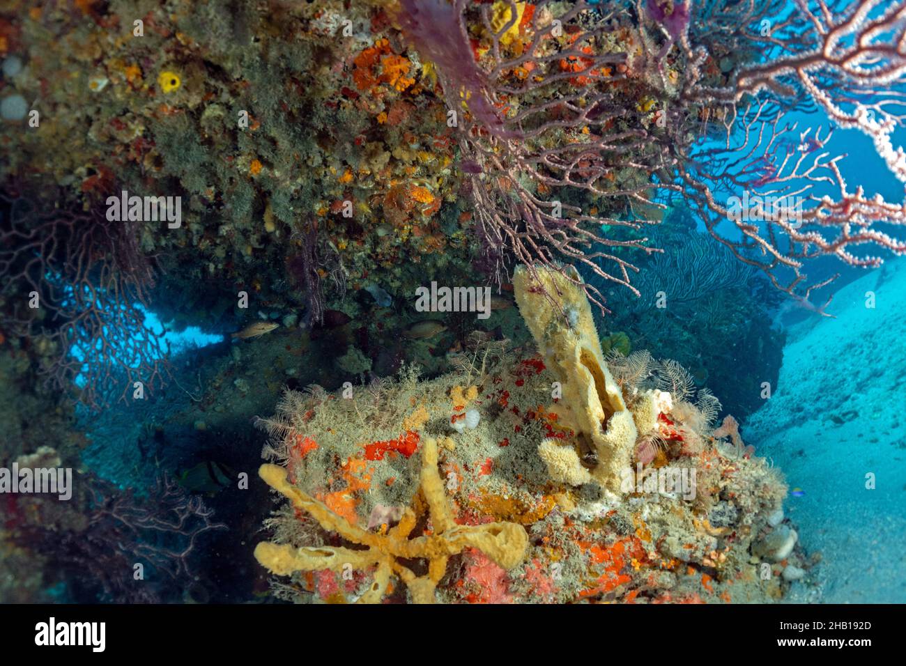 Reef Scene Stock Photo