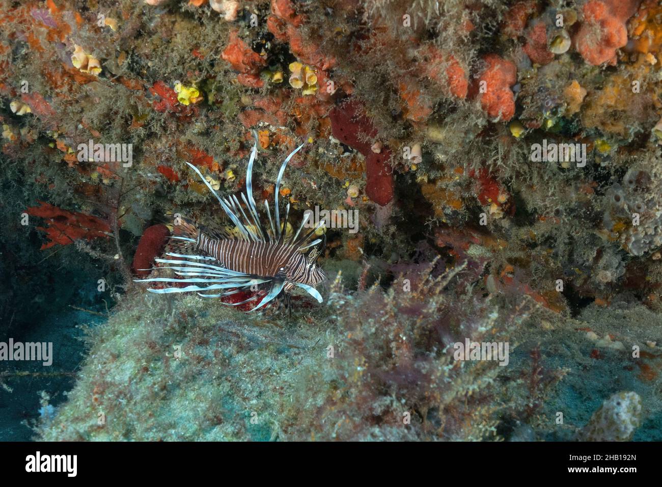 Lionfish Stock Photo