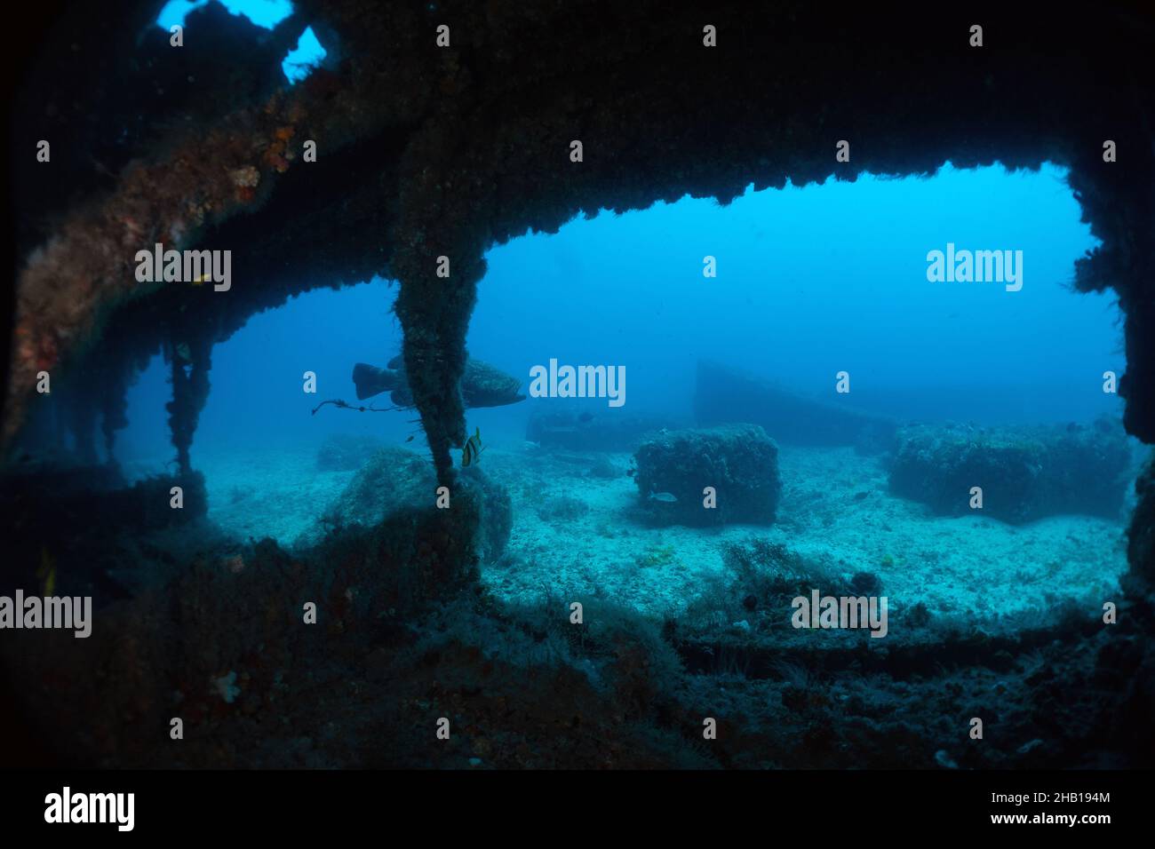 Goliath Grouper in wreck Stock Photo