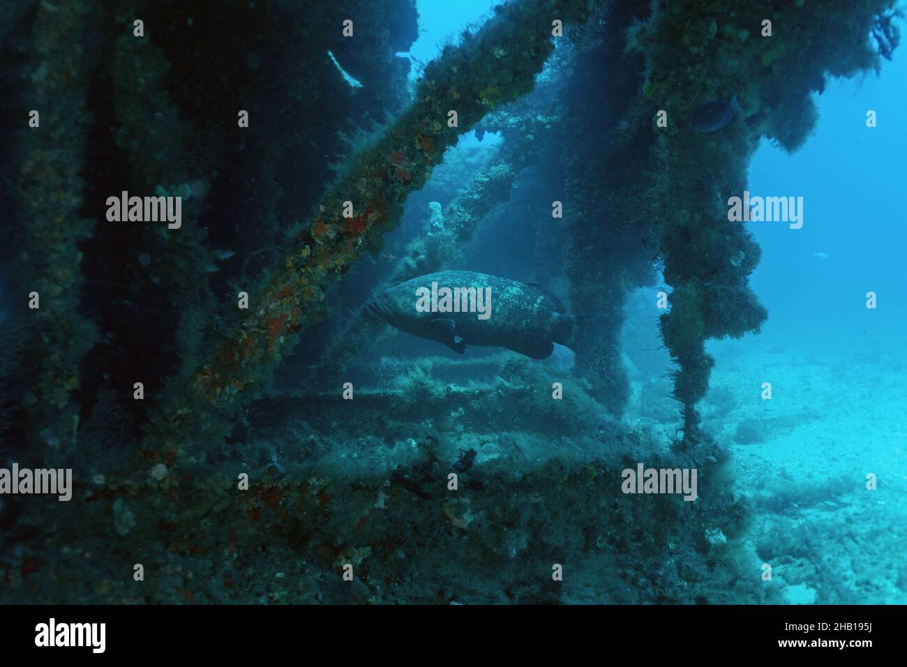 Goliath Grouper in Wreck Stock Photo