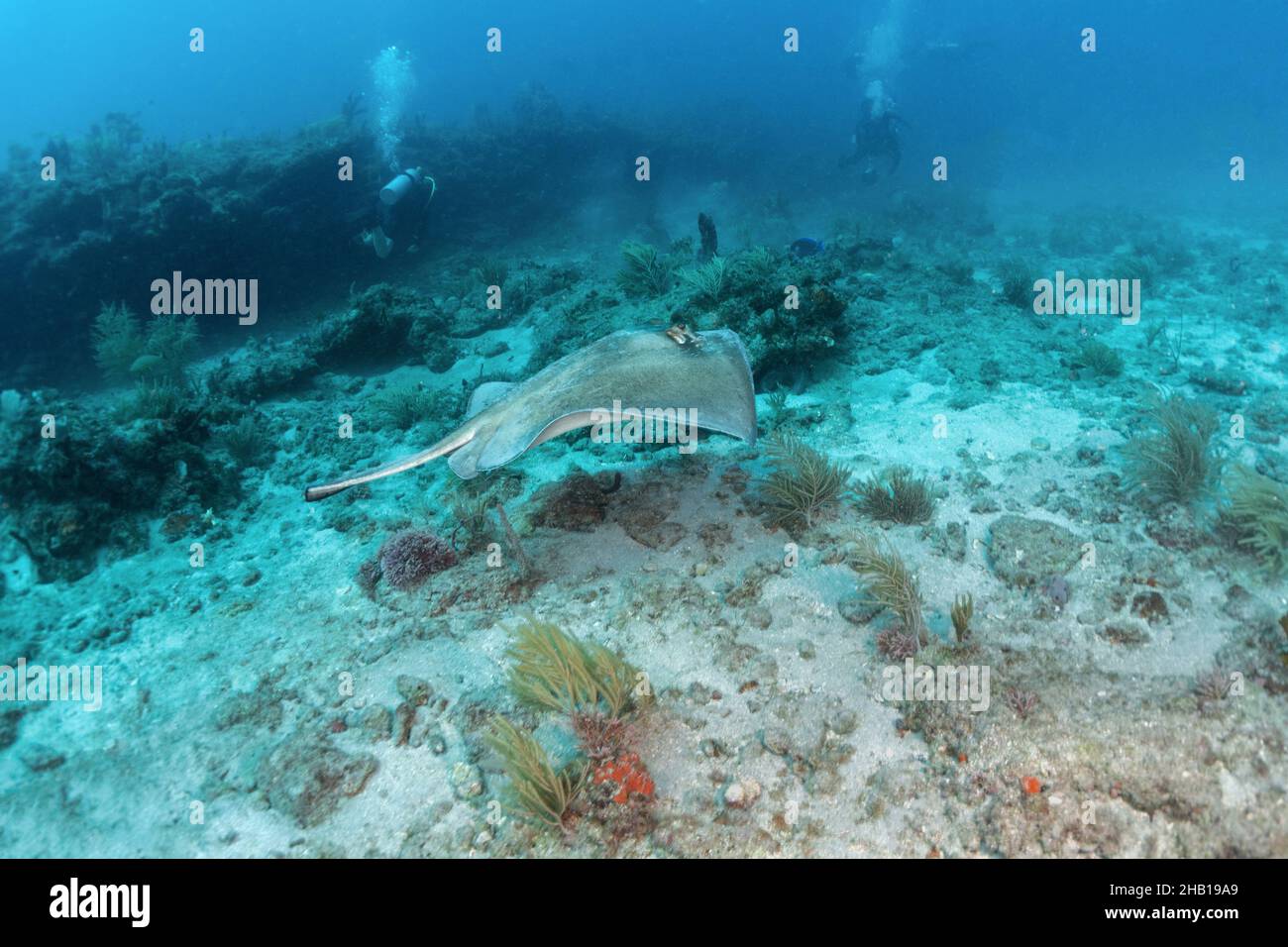 Reef Scene with Southern Stingray with cut off tail and barb Stock Photo