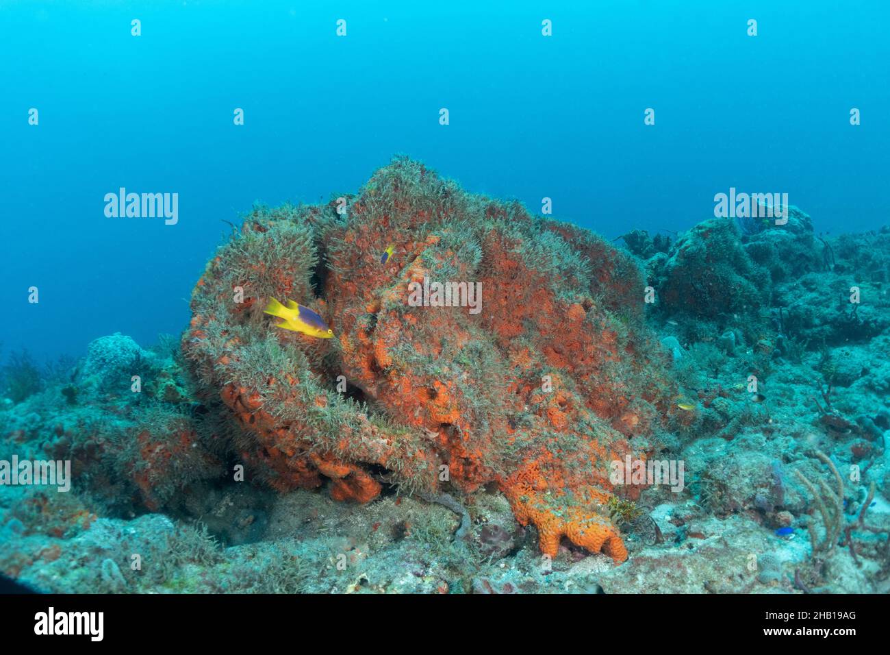 Reef Scene Stock Photo