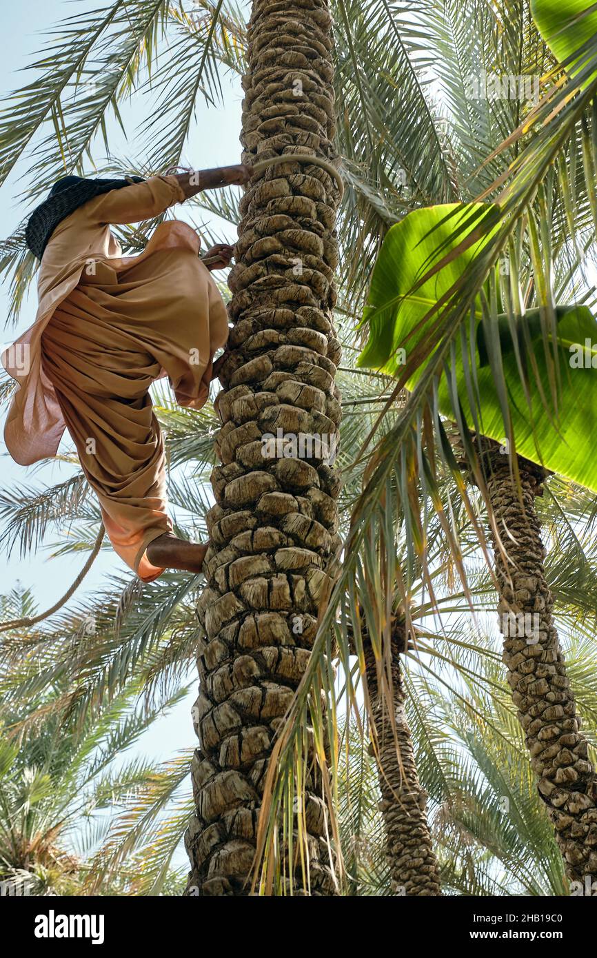 Man climbing the palm tree in Al Ain Oasis in Abu Dhabi Stock Photo - Alamy