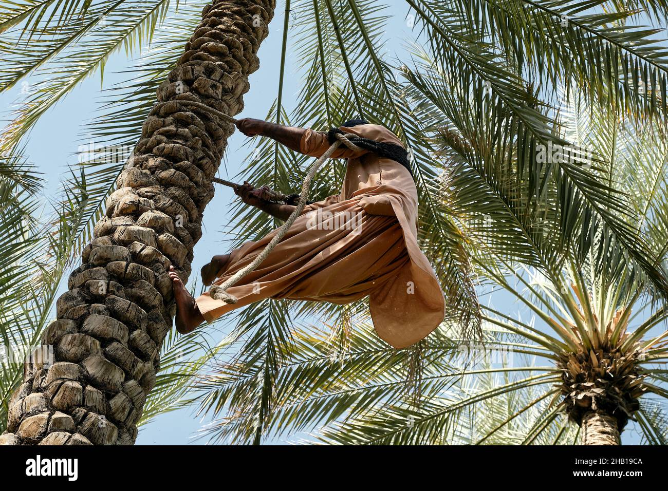 Man climbing the palm tree in Al Ain Oasis in Abu Dhabi Stock Photo - Alamy