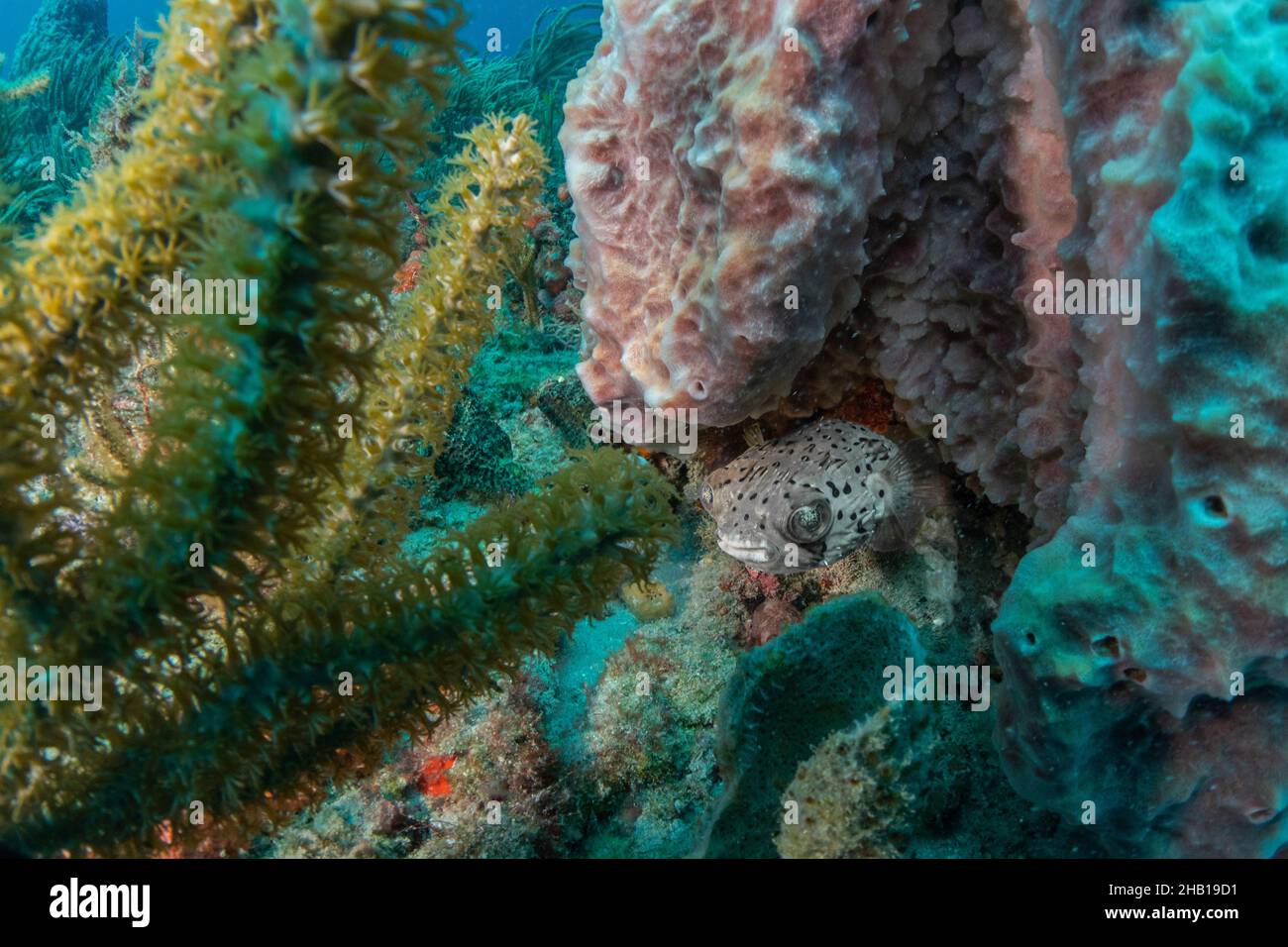 Reef Scene with Ballonfish Stock Photo