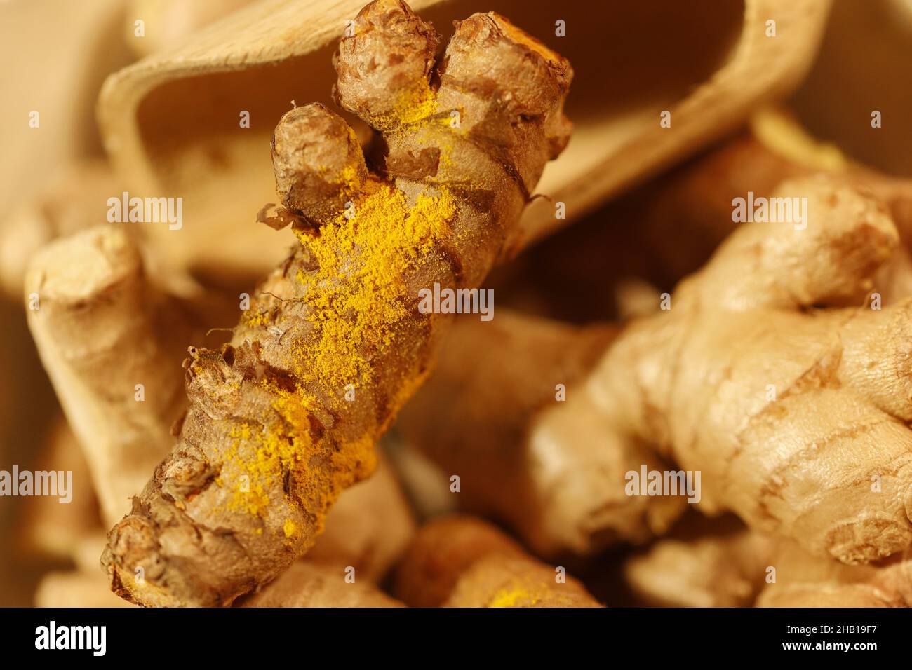 Ginger Roots on a dark background Stock Photo