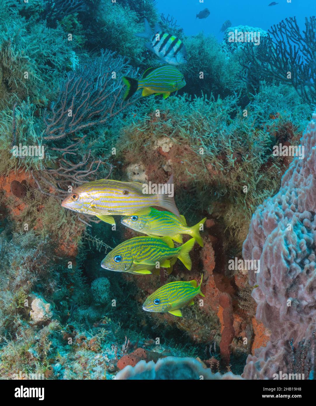 Reef Scene Stock Photo