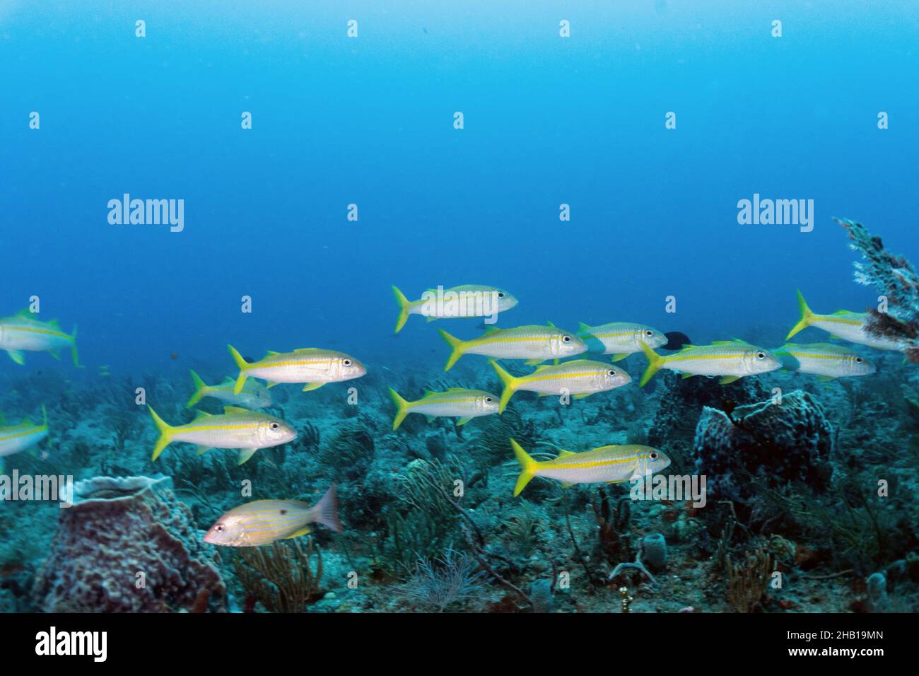 Reef Scene Stock Photo