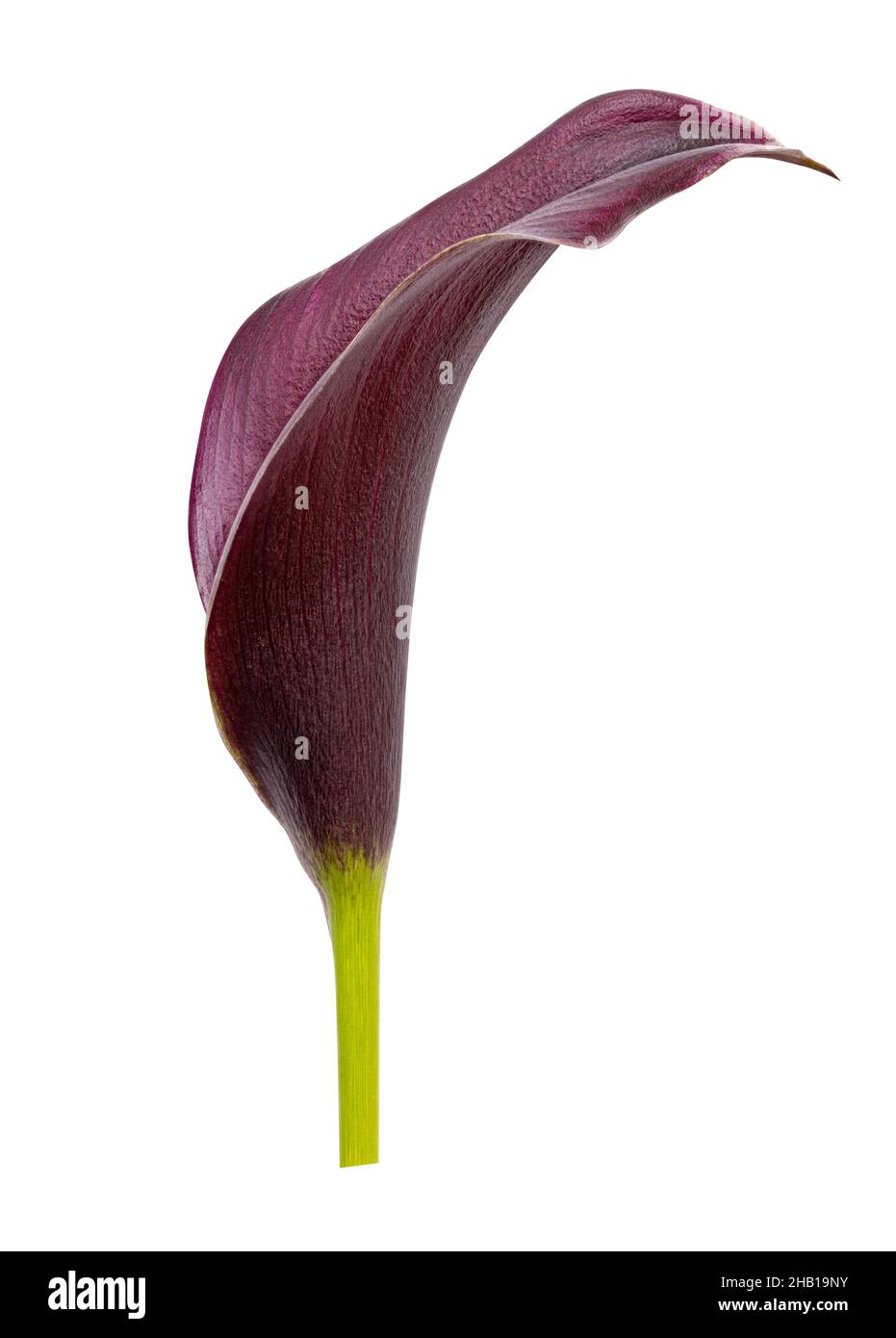 Violet calla flower isolated on white background. Clipping path Stock Photo
