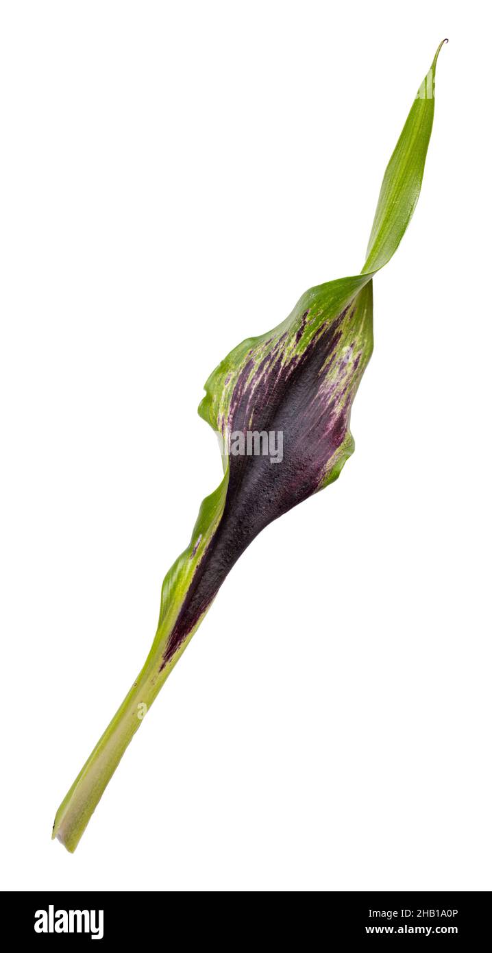 Violet calla flower isolated on white background. Clipping path Stock Photo
