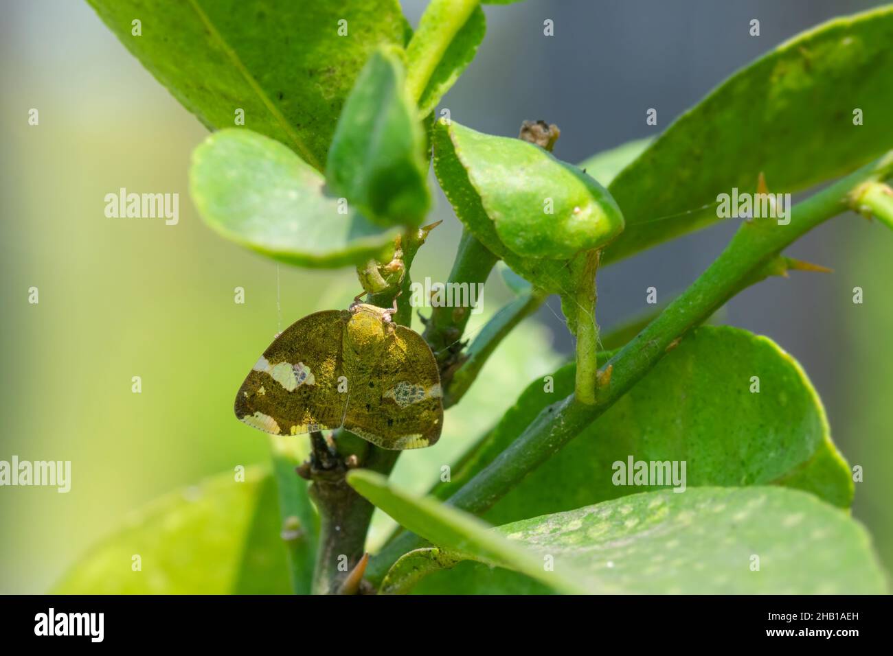 Hopper on the plant of acid lime which is known as passion vine hopper. It is a serious insect pest of the acid lime fruit crop plant. Stock Photo