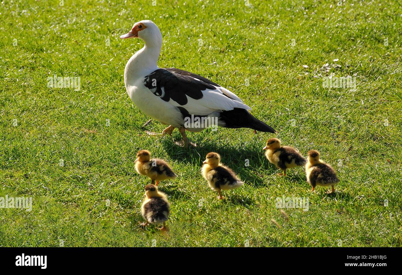 Duck with ducklings, Lincoln, Lincolnshire, England, United Kingdom Stock Photo