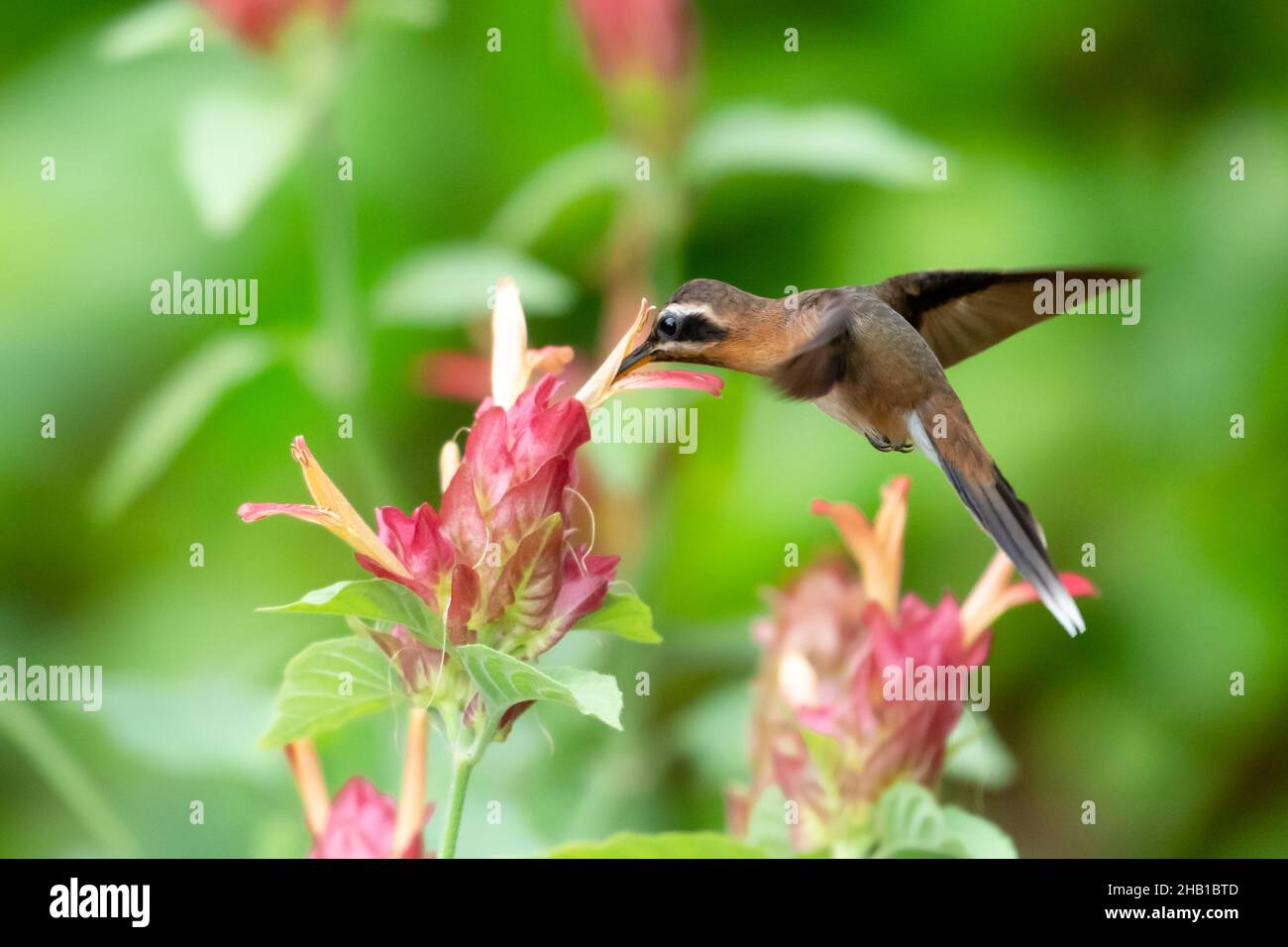 One Small brown Little Hermit hummingbird, Phaethornis longuemareus, feeding on a pink shrimp plant flower. Stock Photo