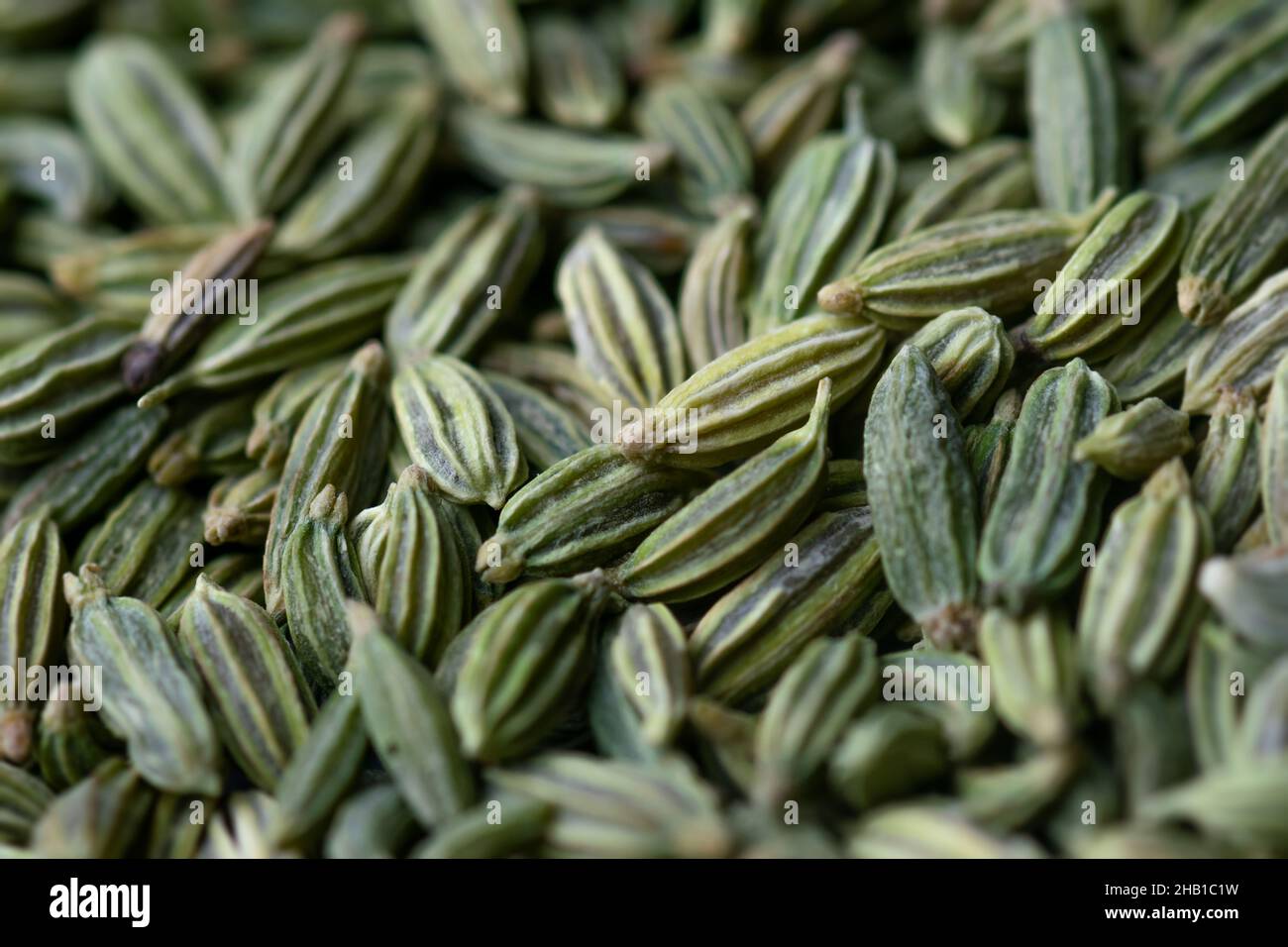 Macro photo of Fennel seeds. These are dried seeds of Fennel herb. It