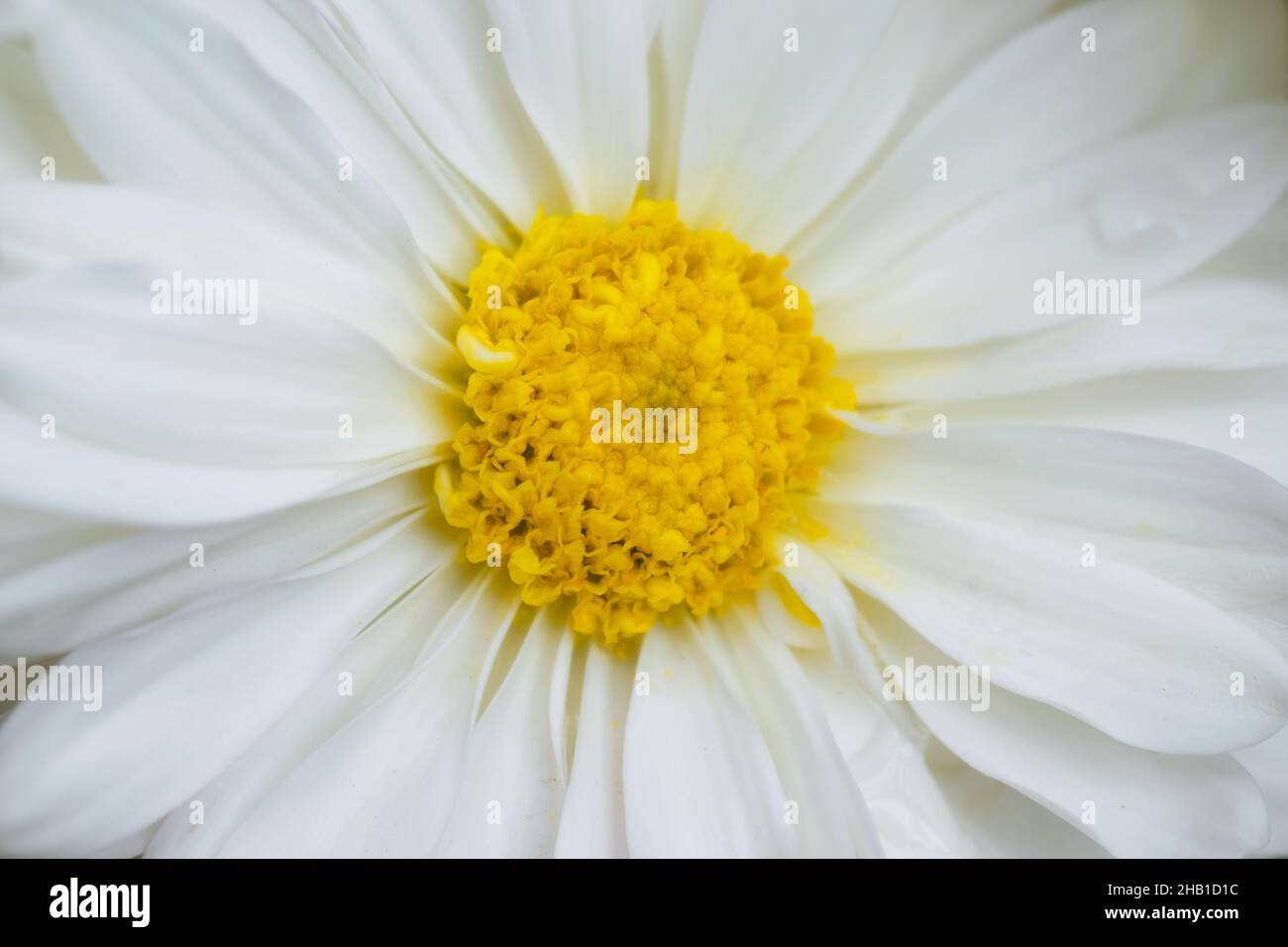 White Chrysanthemum close up photo. Details of petals with full frame image for background. Stock Photo