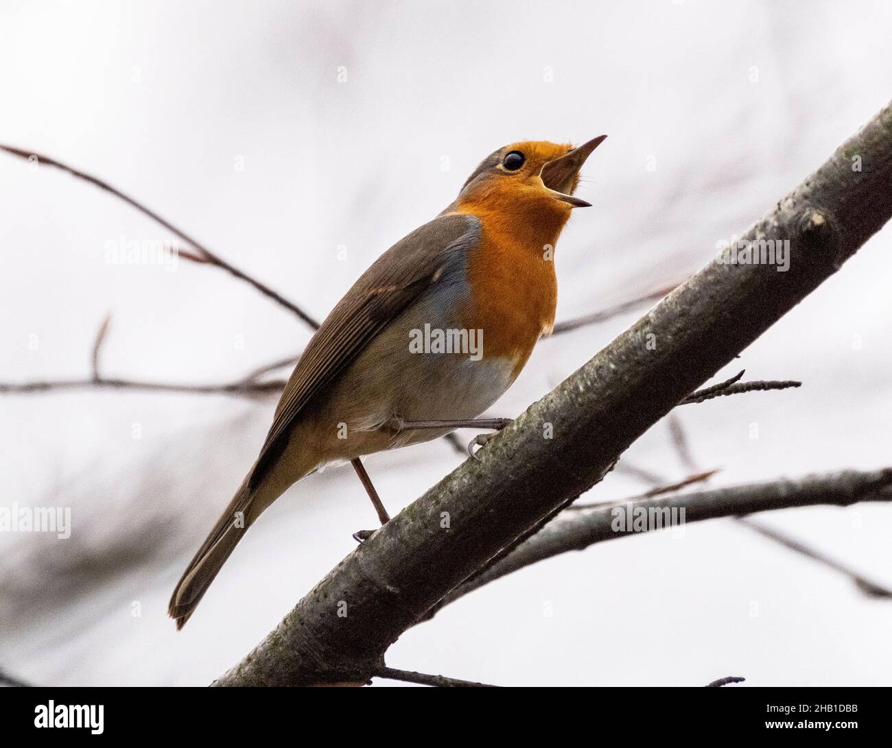 Robin ( Erithacus rubecula )perched on a branch in Almondell Country park, West Lothian, Scotland. Stock Photo