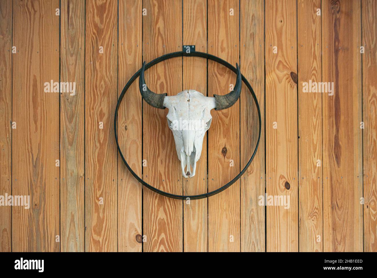 Bull skull relic trophy mounted on wall Stock Photo Alamy