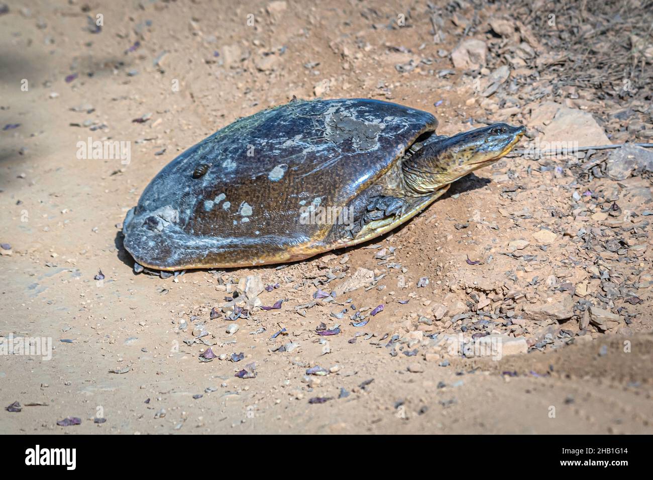 Indian turtle basking in the sun. Stock Photo