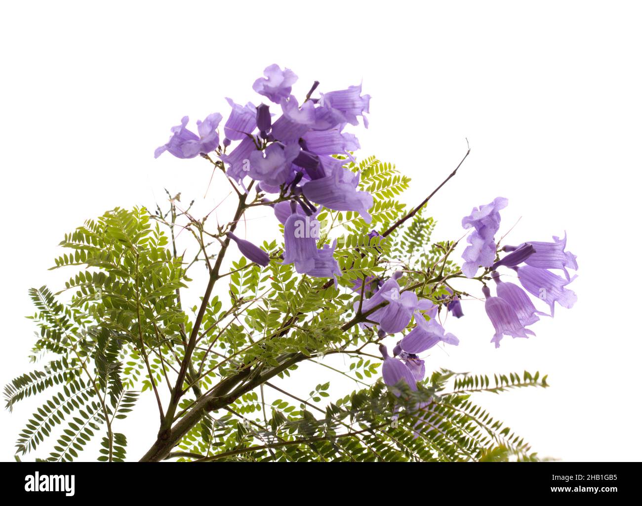 Flowers of blue jacaranda, Jacaranda mimosifolia, isolated on white Stock Photo