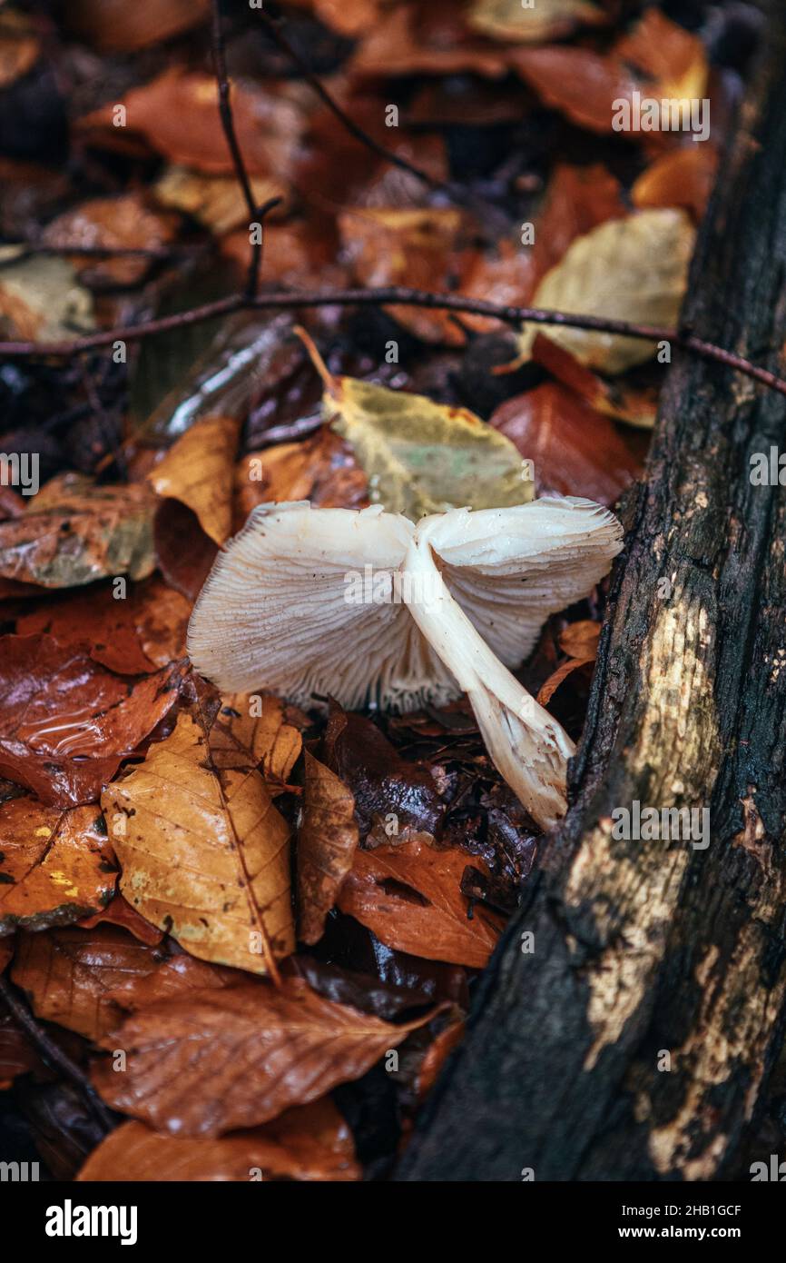 Vertical closeup shot of a tree fungus on dried autumn leaves Stock ...