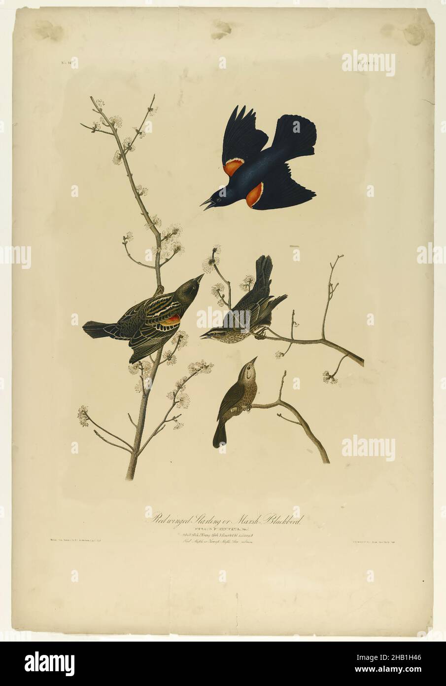 Red-winged Starling or Marsh Blackbird, John James Audubon, American, born Haiti, 1785-1851, Chromolithograph, 1861, Acer, audubon, birds, branches, chromolithograph, fauna, flora, flying, Icterus Phoeniceus, illustration, marsh blackbird, natural history, Nature, nature study, ornithology, playing, red maple, red-winged starling, rubrum, sitting, swamp maple, wings Stock Photo