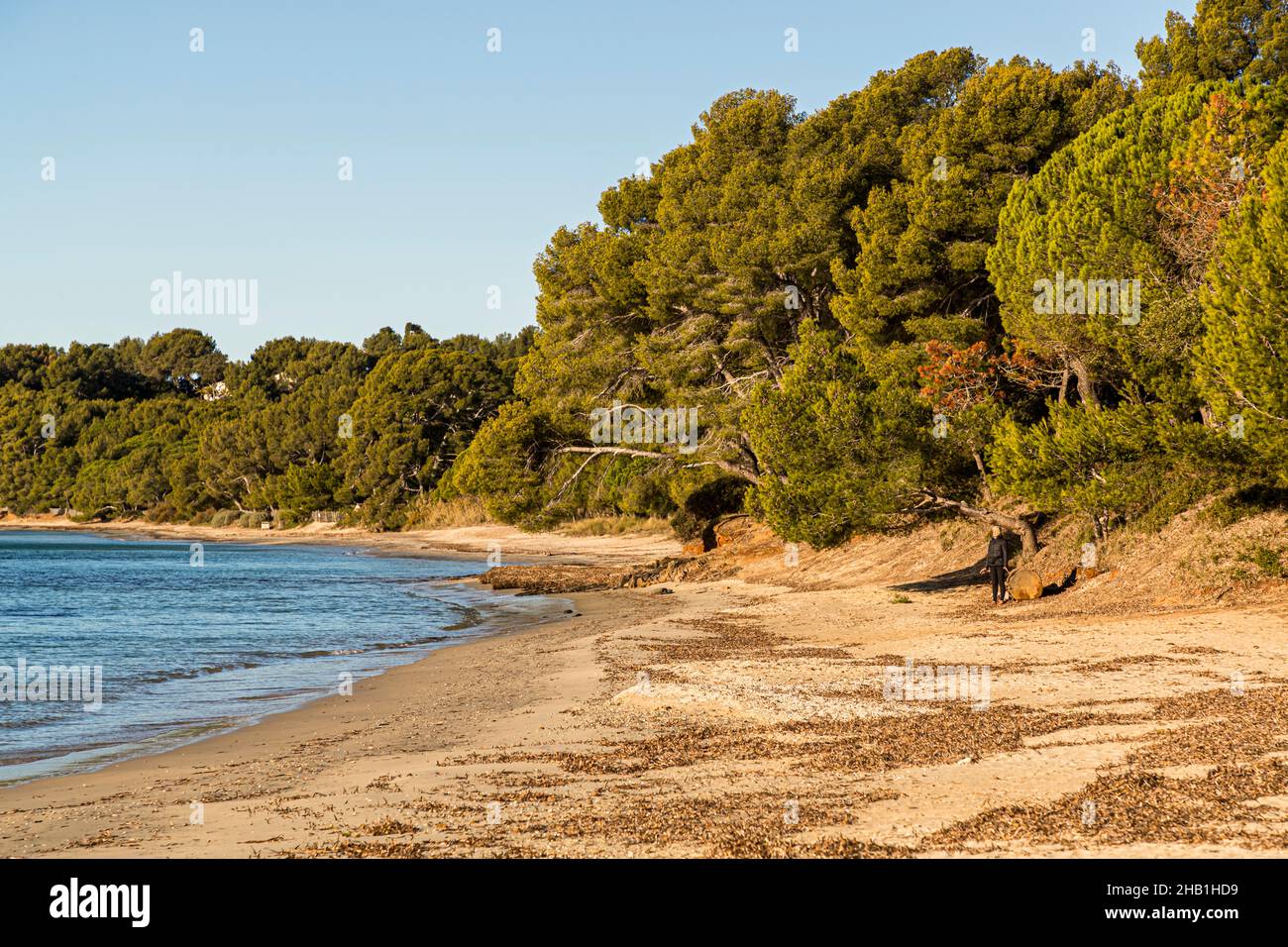 Ancient pine trees lean over the sandy beach of Cabasson near Bormes-les-Mimosas, France. Brégançon Fort, the former summer residence of the French prime ministers is not far away Stock Photo