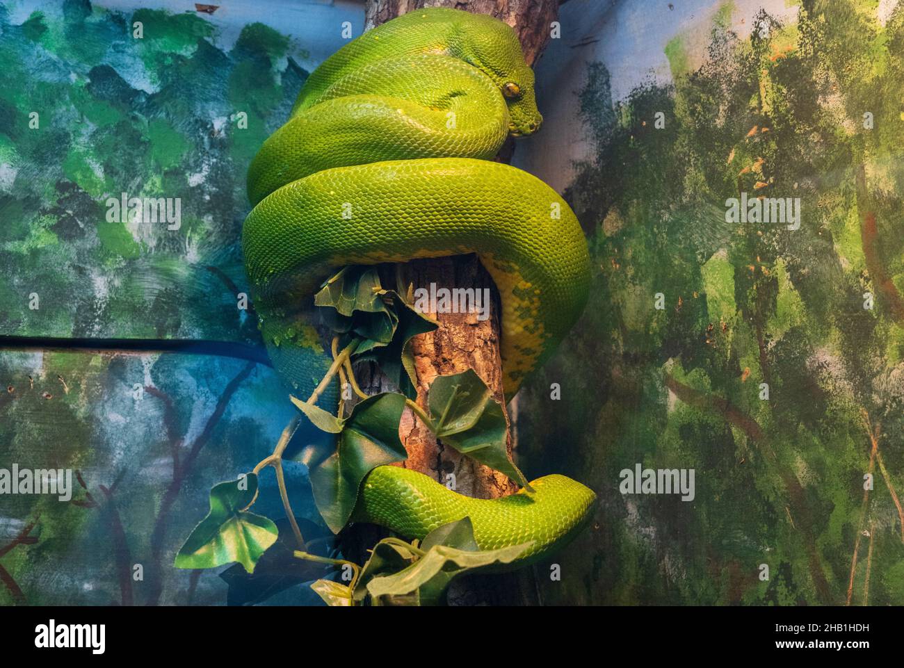 Green tree python (Morelia viridis) coiled on a branch in Central ...