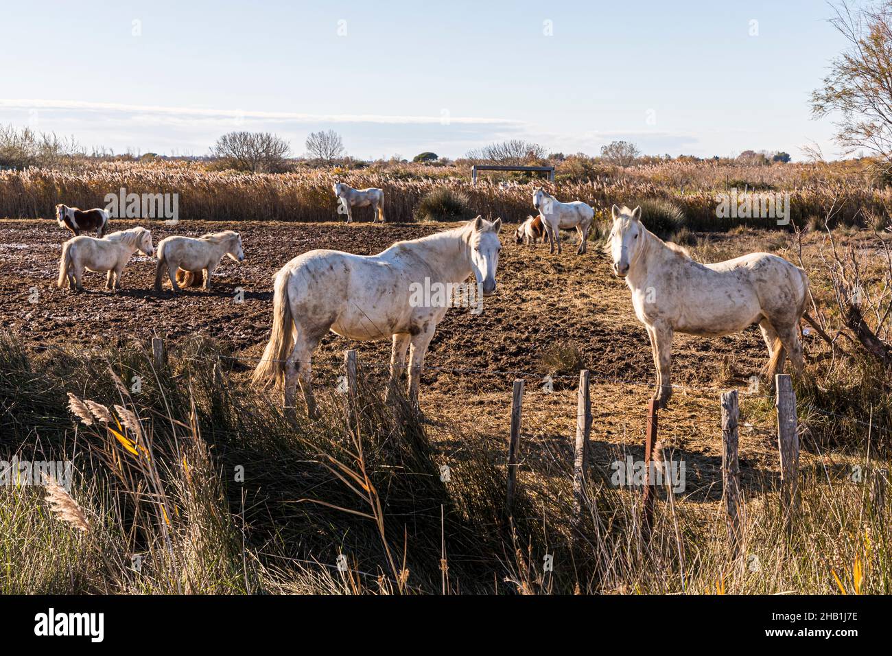 Camargue white horses near Saintes-Maries-de-la-Mer, France Stock Photo
