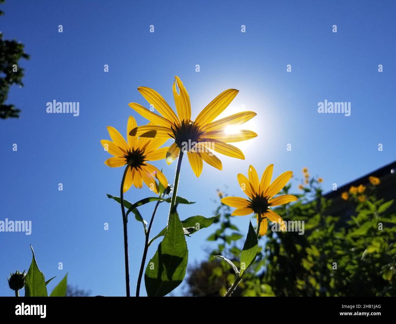 Yellow flowers of the Jerusalem Artichoke, or Sunchoke, tuberous plant, a member of the Sunflower family, against a blue sky background -05 Stock Photo