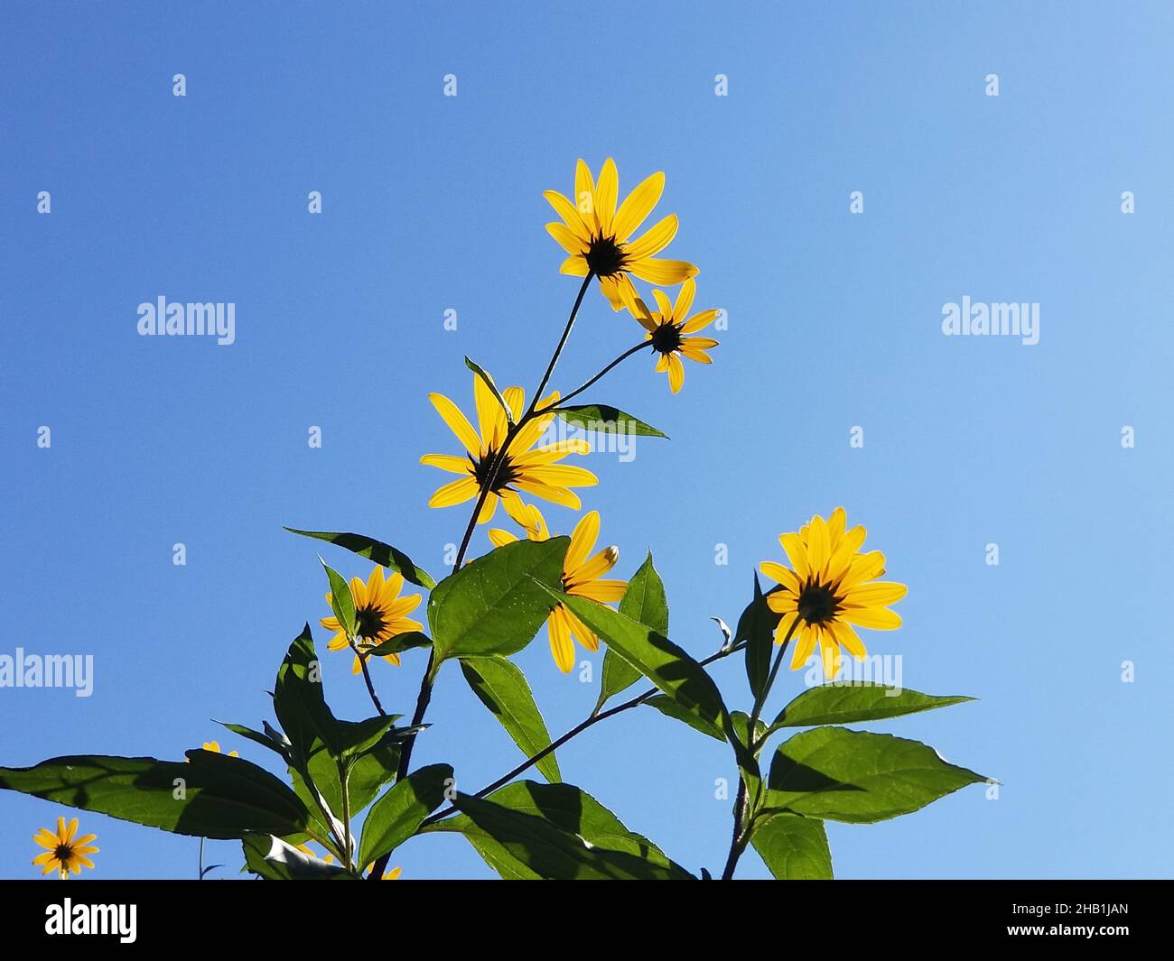 Yellow flowers of the Jerusalem Artichoke, or Sunchoke, tuberous plant, a member of the Sunflower family, against a blue sky background -07 Stock Photo