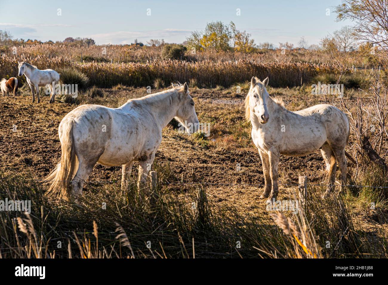 Camargue white horses near Saintes-Maries-de-la-Mer, France Stock Photo