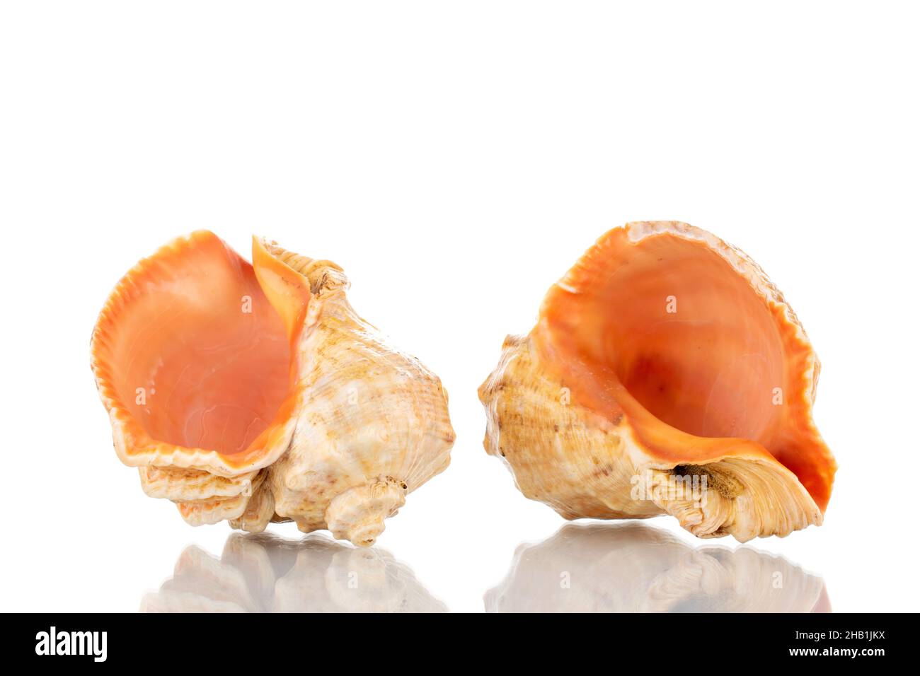 Two sea shells, close-up, isolated on white. Stock Photo