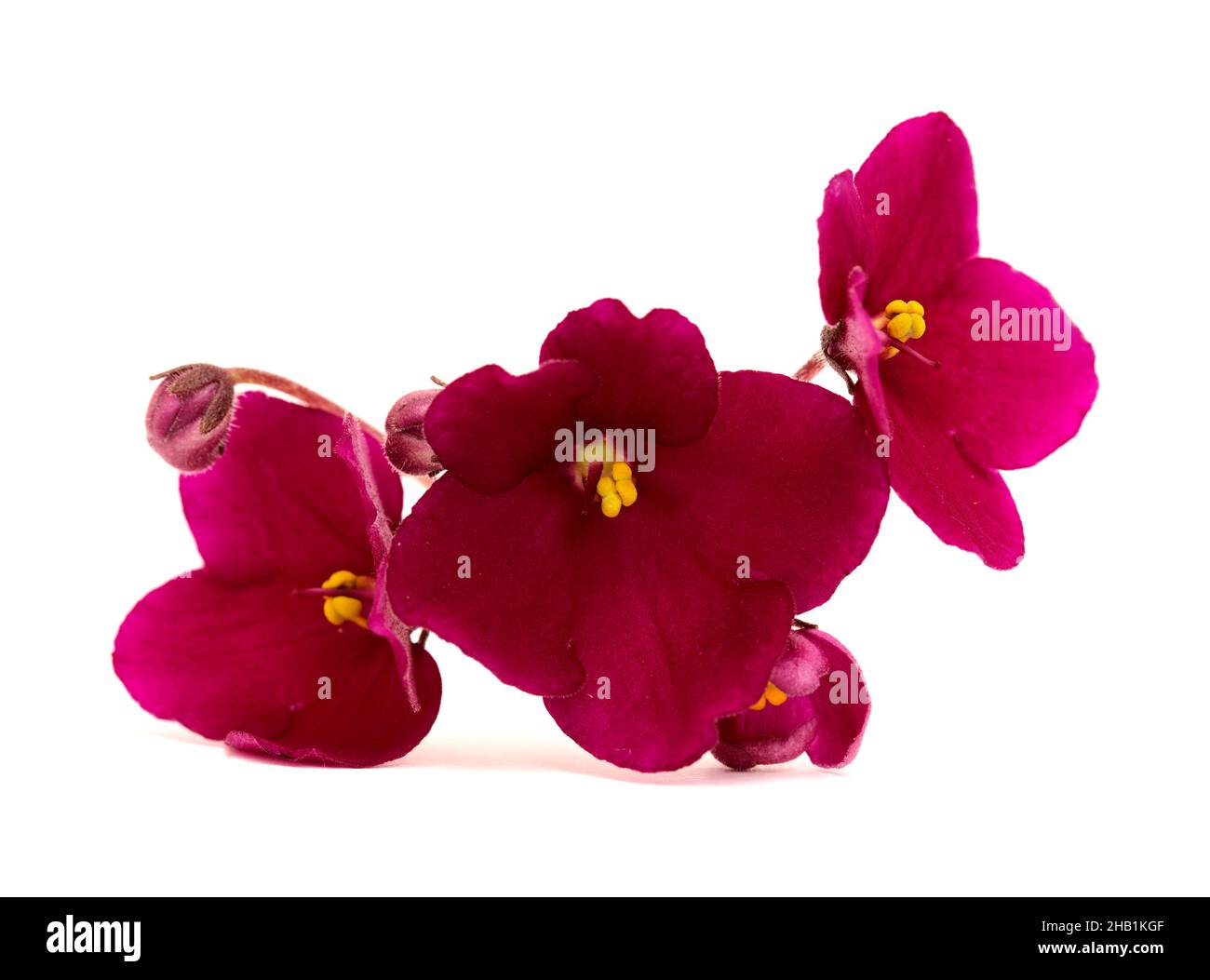 Dark red saintpaulia or african violet isolated on white background Stock Photo