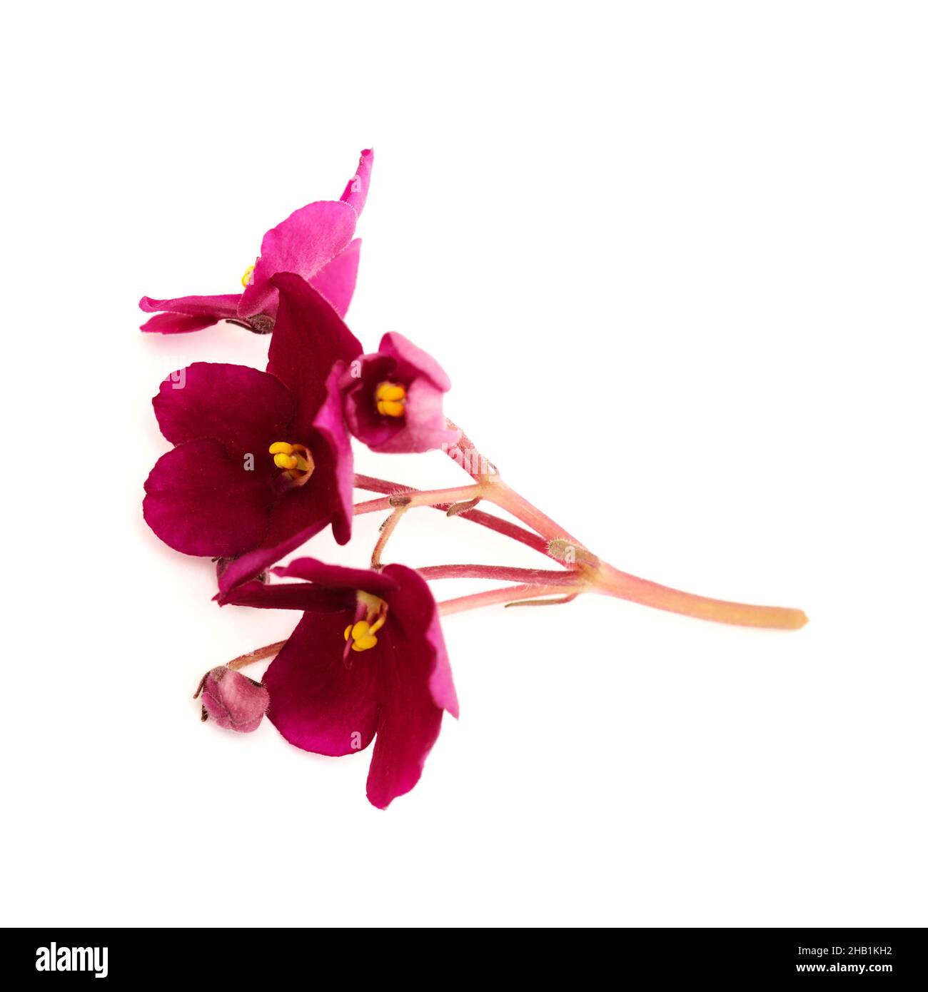 Dark red saintpaulia or african violet isolated on white background Stock Photo