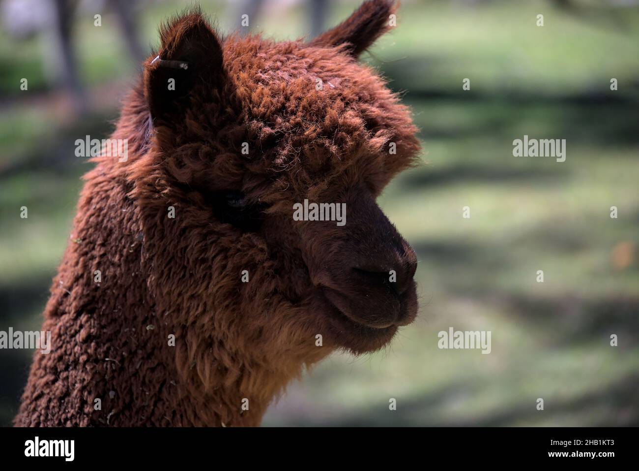 Alpaca llama head chewing grass at wool factory farm in south america peru tourists visit to observe traditional andean people textile manufacturing p Stock Photo