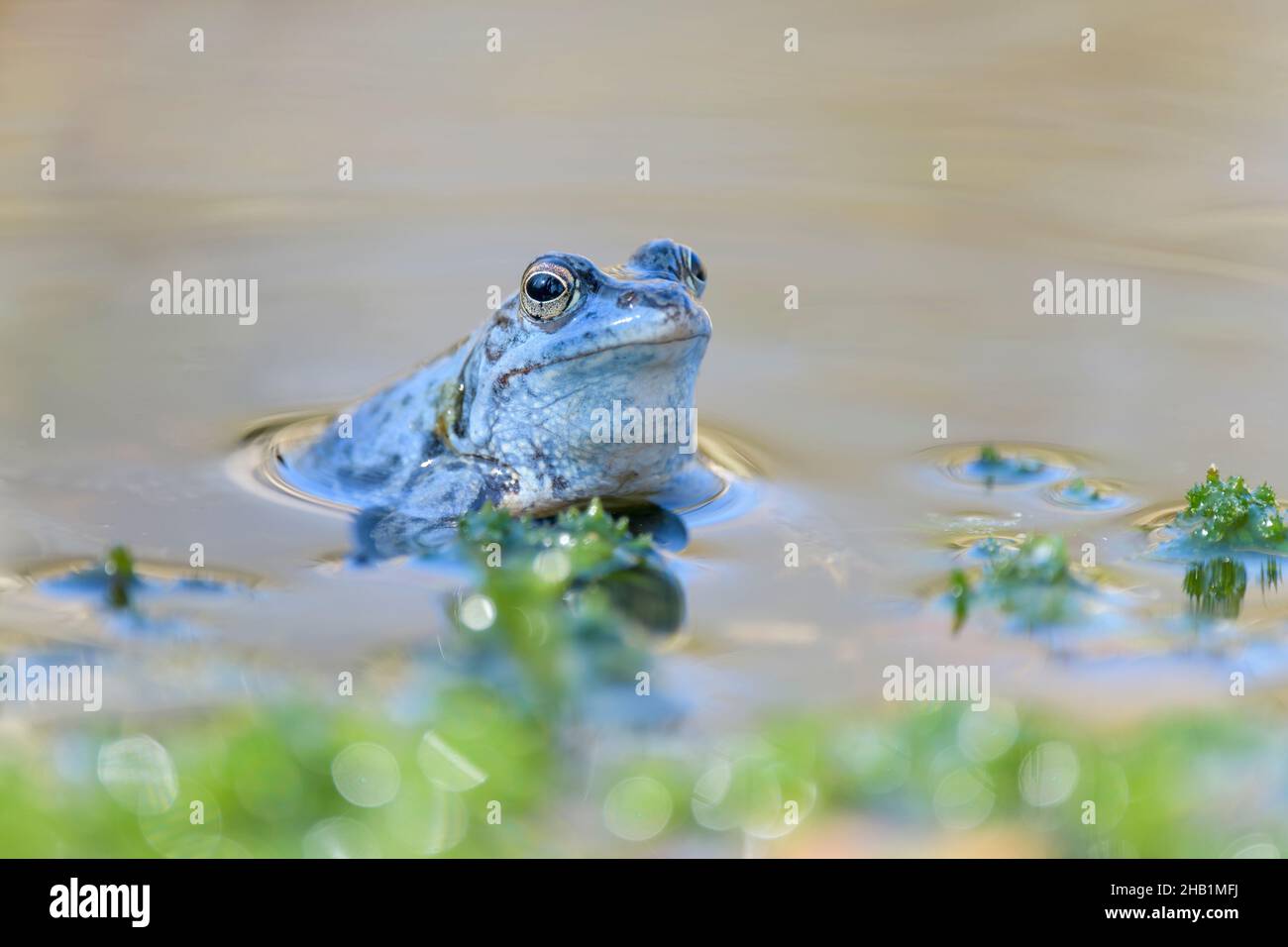 Maennlicher Moorfrosch, Rana arvalis, Male Moor Frog Stock Photo