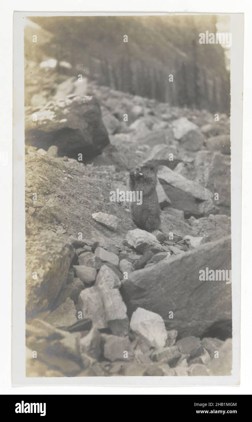 A Marmot Standing in a Rocky Area, American, Gelatin silver photograph, ca. 1900, 5 1/4 x 3 1/8 in., 13.3 x 8.0 cm, 20thC, b/w, photograph, rocks, wildlife Stock Photo