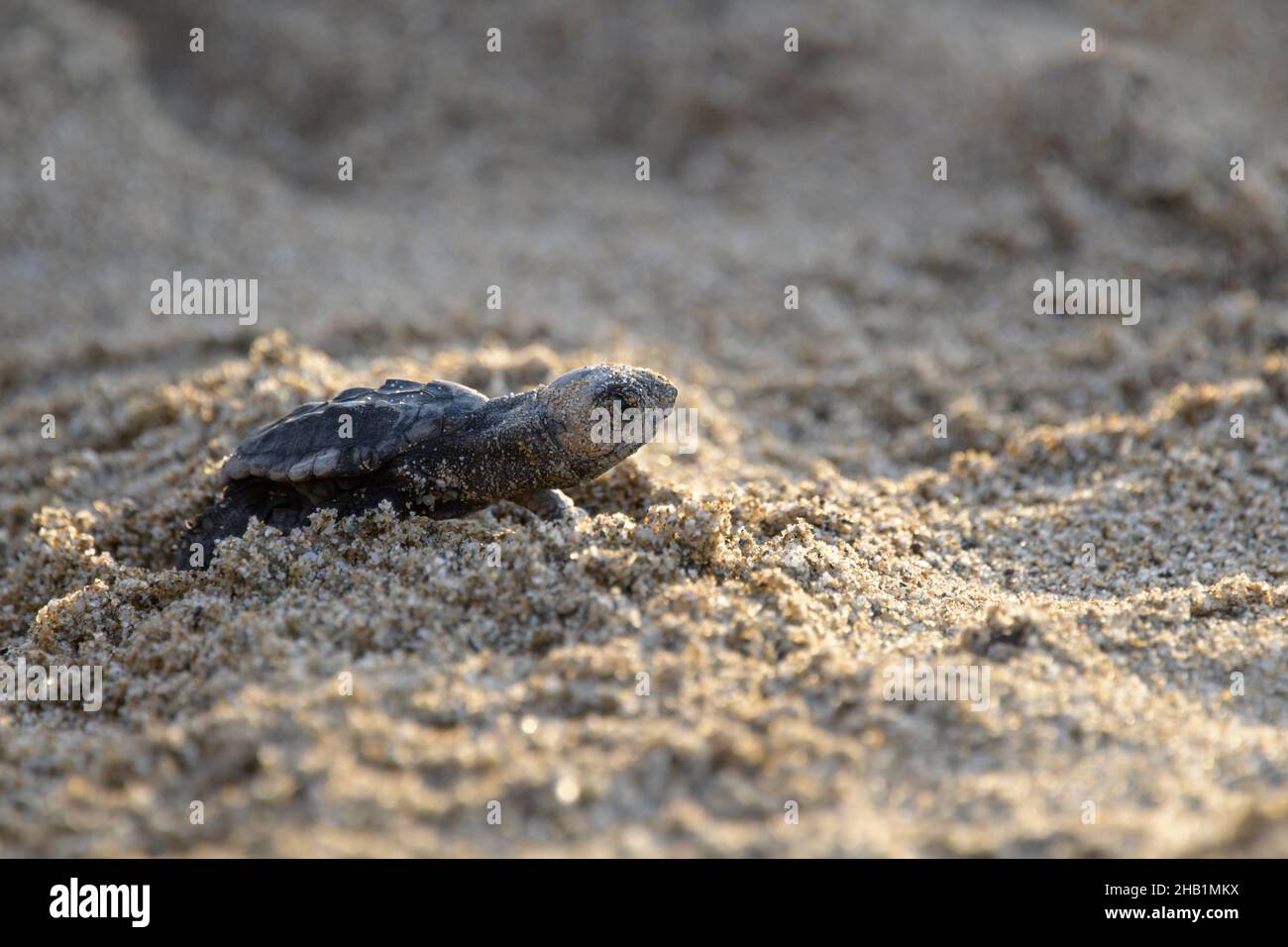 Unechte Karettschildkroete, Caretta, caretta, Loggerhead sea turtle hatching Stock Photo