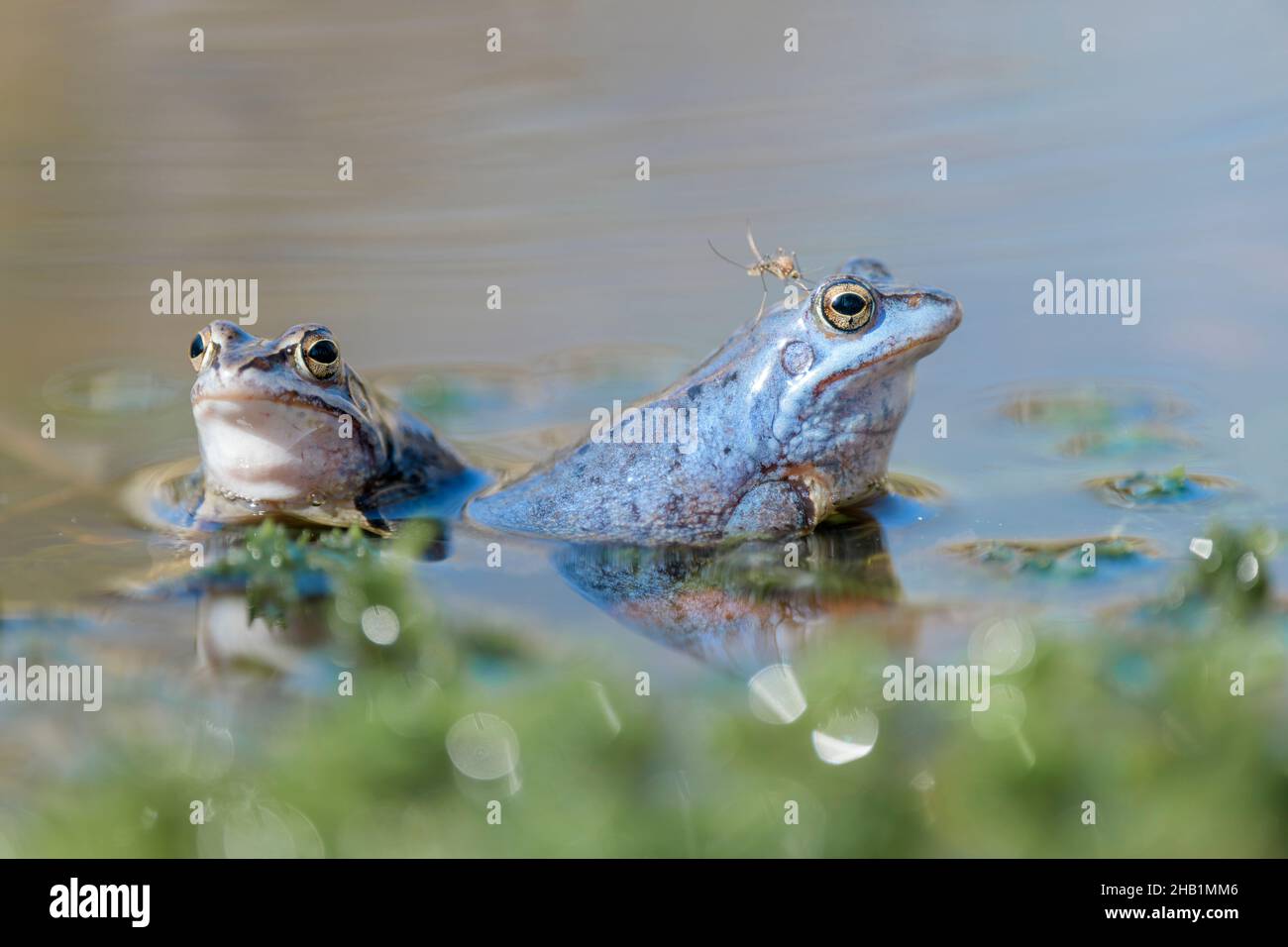 Maennlicher Moorfrosch, Rana arvalis, Male Moor Frogs Group Stock Photo