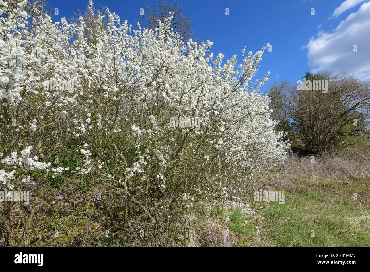 Schlehdorn, Prunus spinosa, Flowering blackthorn Stock Photo