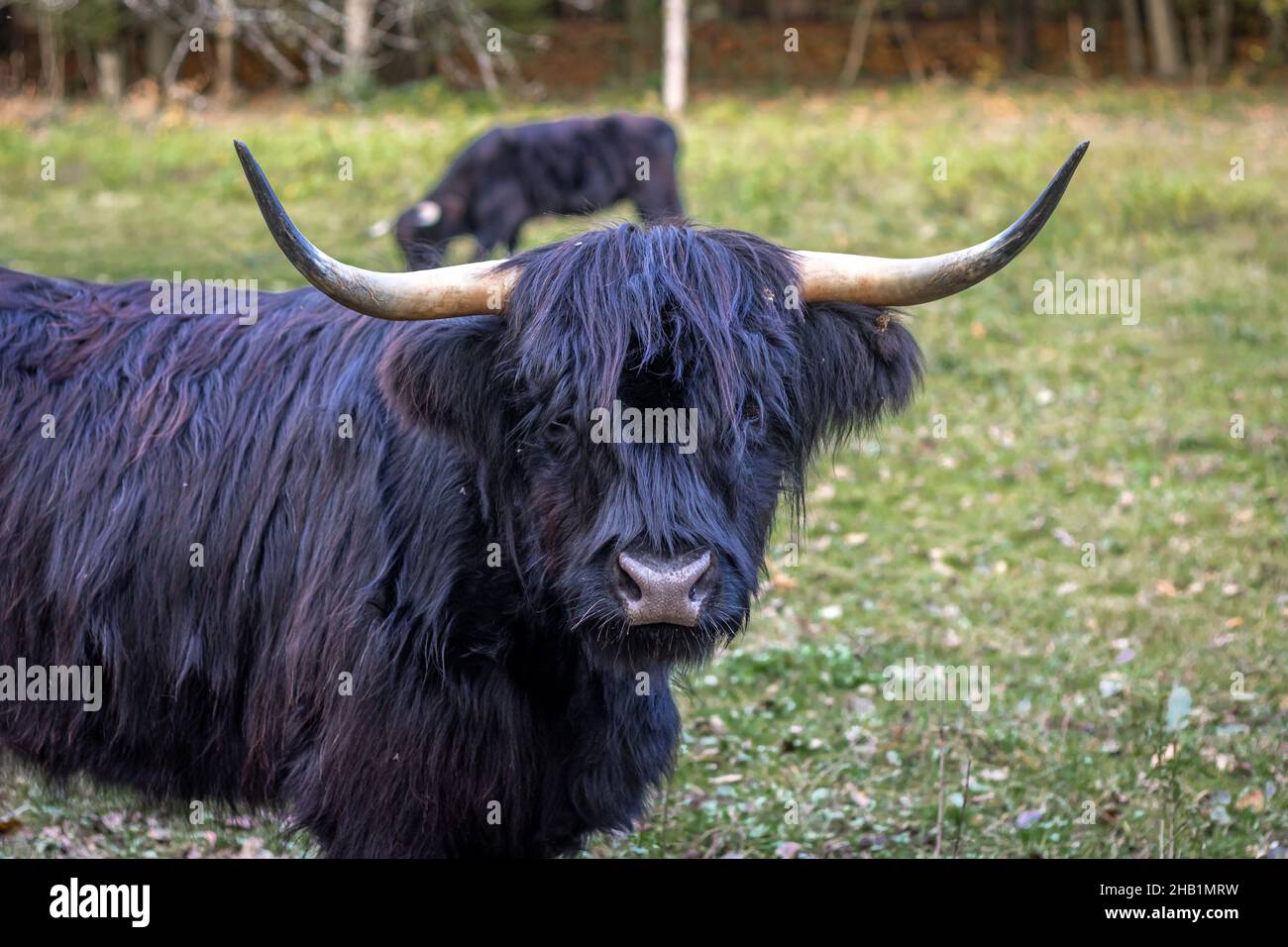 scottish highland cattle with dark fur cares for vegetation on a meadow in a nature reserve in southern germany Stock Photo
