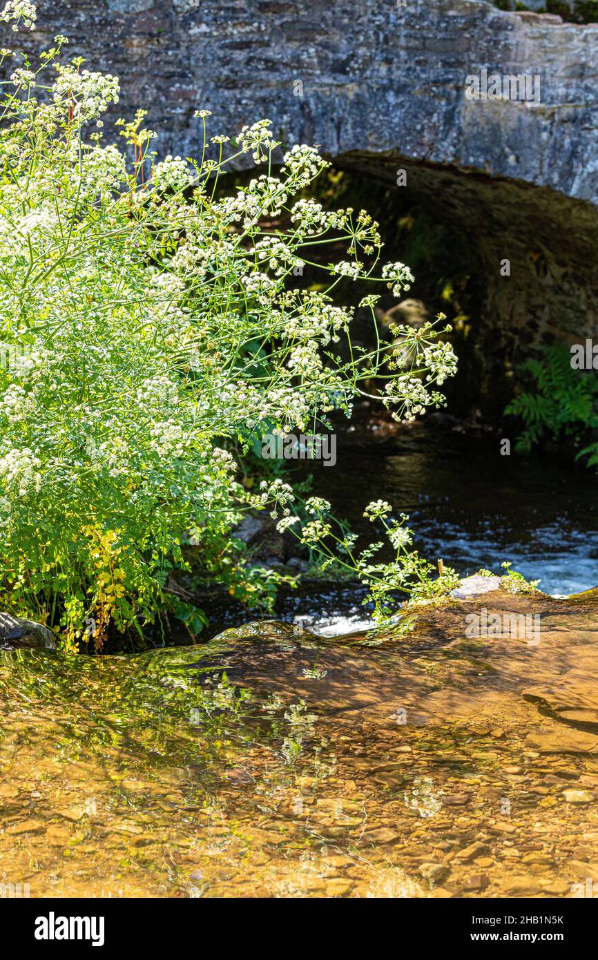 An Exmoor stream in summer - Hemlock (Water Dropwort) flowering beside Weir Water flowing under Robbers Bridge, Somerset UK Stock Photo