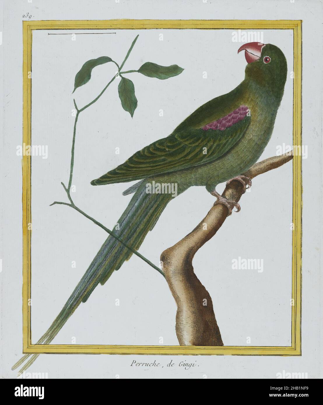 Peruche, de Gingi, François-Nicolas Martinet, French, 1739-after 1796, Hand-colored engraving, 1770-1786, sheet: 12 7/16 x 9 in., 31.6 x 22.9 cm, 18th Century, bird, green, parrot, tree Stock Photo