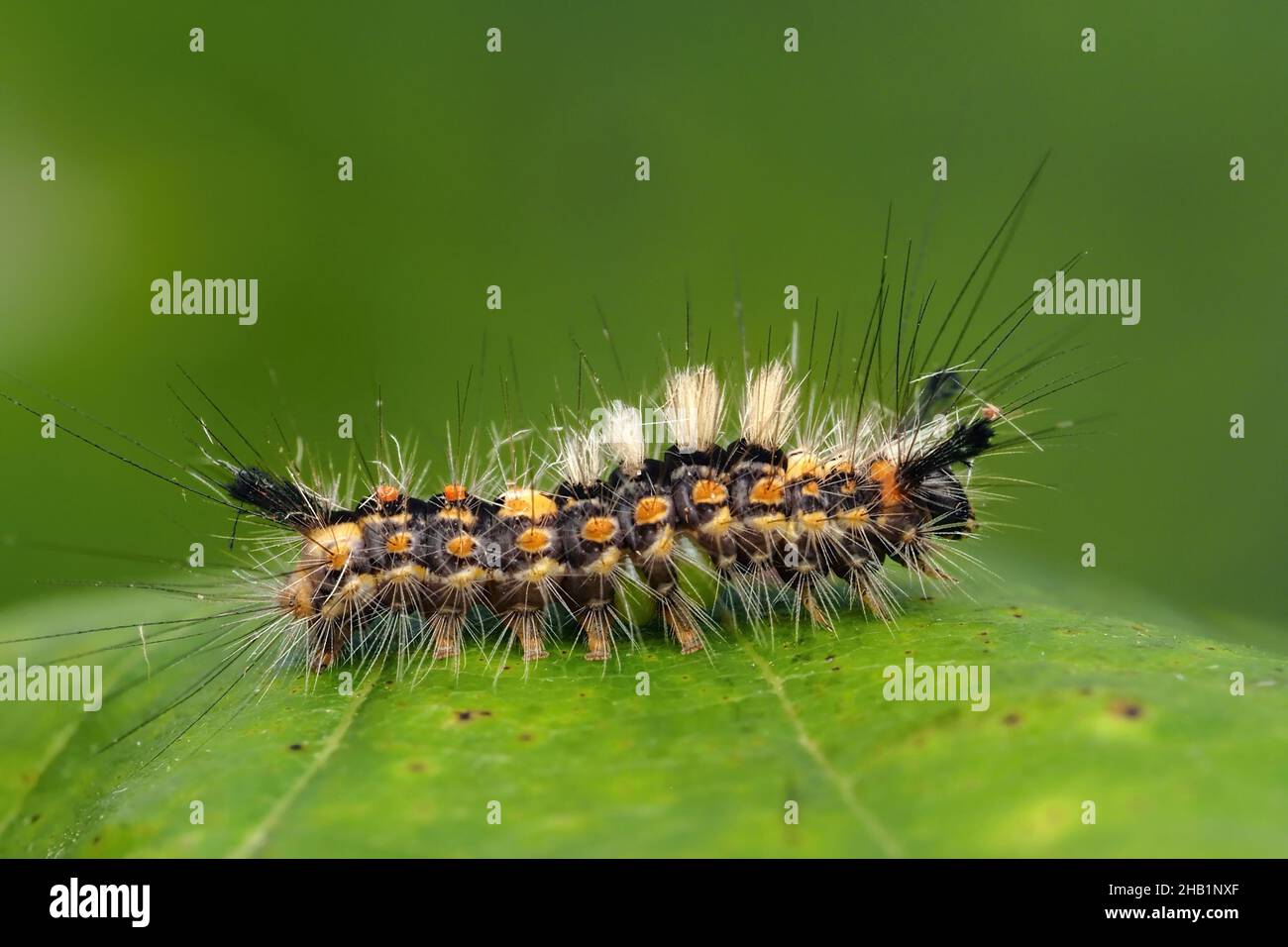 Vapourer Moth caterpillar early instar (Orgyia antigua) crawling on leaf. Tipperary, Ireland Stock Photo