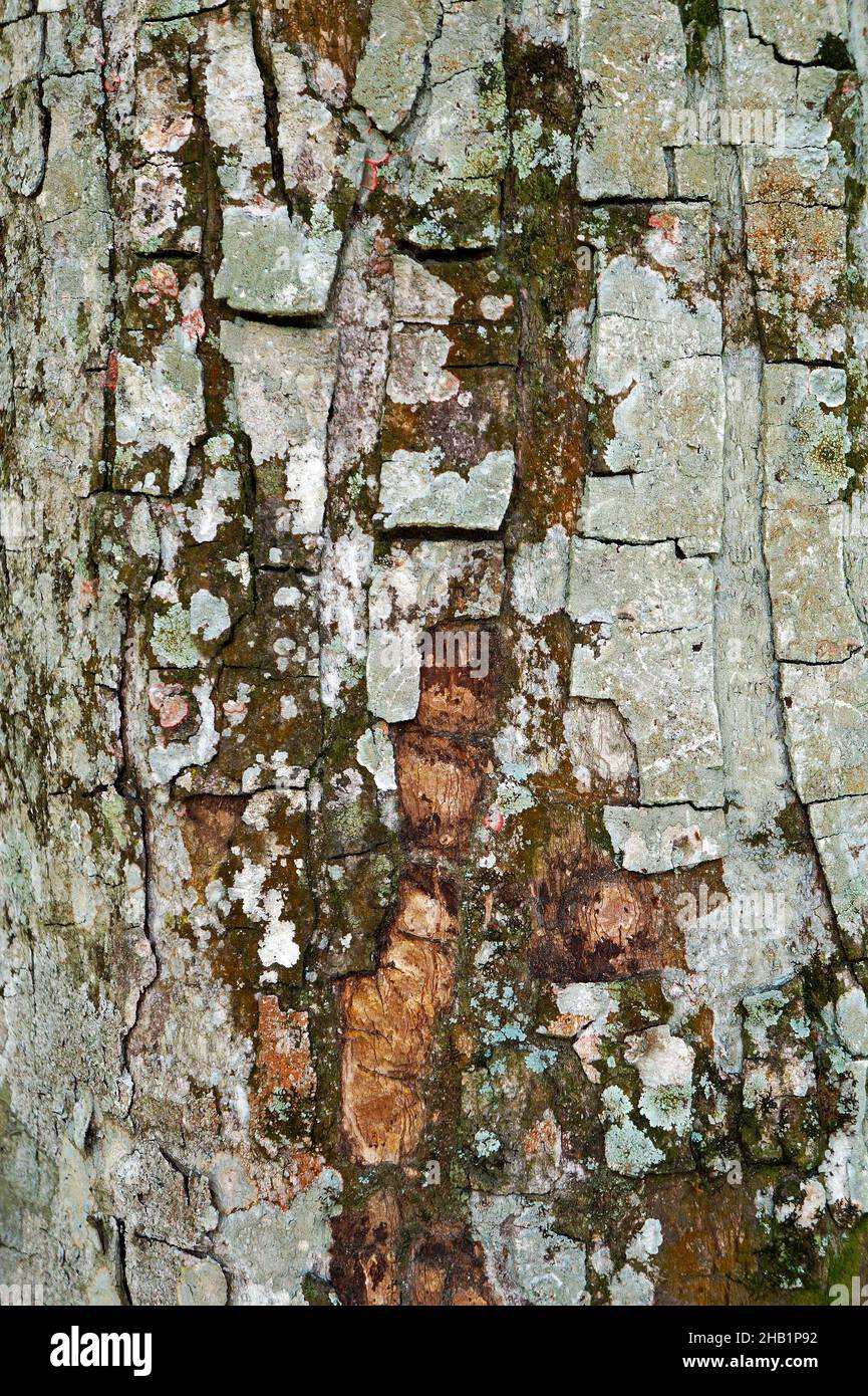 Crabwood tree trunk or Andiroba tree trunk (Carapa guianensis), Rio, Brazil Stock Photo