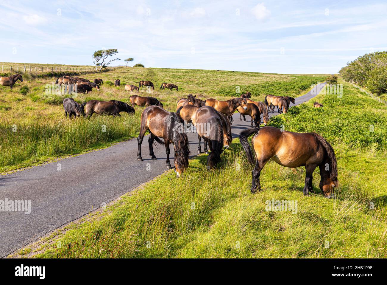 A herd of Exmoor ponies crossing a lane on the moorland of Exmoor National Park near Lucott Cross, Somerset UK Stock Photo