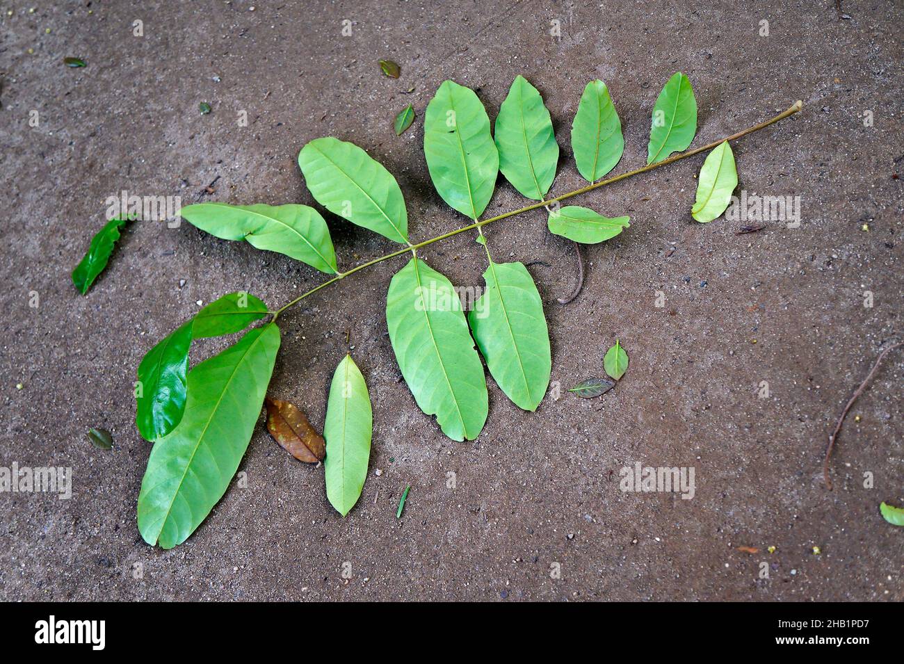 Crabwood tree leaf or Andiroba leaf (Carapa guianensis), Brazil Stock Photo