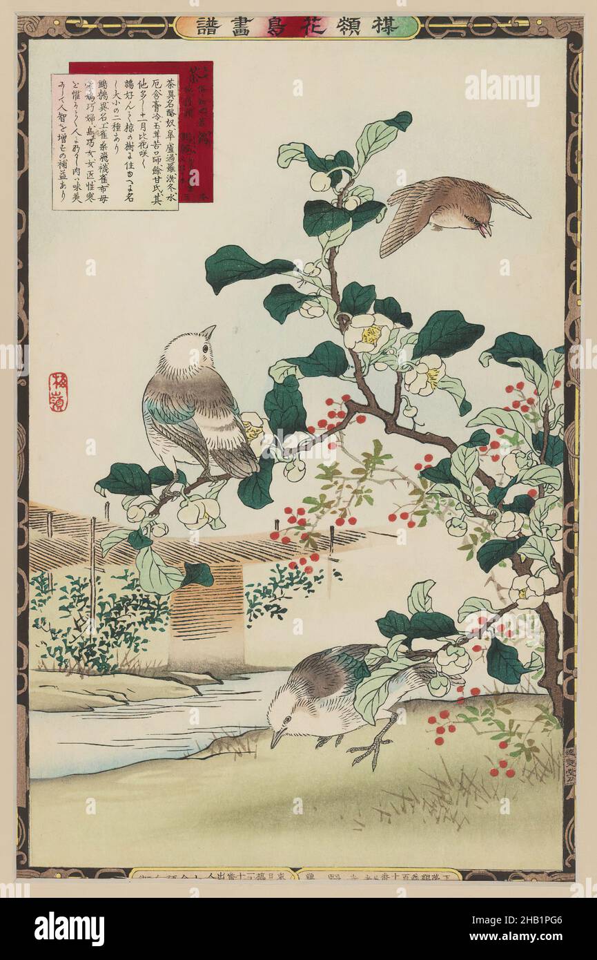 Tea Plant Blossoms, Camellia sinensis and White-cheeked Starling, from the series Bairei's Picture Album of Birds and Flowers, From the Series Birds and Flowers, Kono Bairei, Japanese, 1844-1895, Color woodblock print on paper, Japan, 1883, Meiji Period, Other: 14 1/2 x 9 1/2 in., 36.8 x 24.1 cm, calm, fauna, flora, flowers, harmony, japan, japanese, kacho-e, meditatie, minimal, nature, nature study, nishiki-e, plants, woodblock Stock Photo