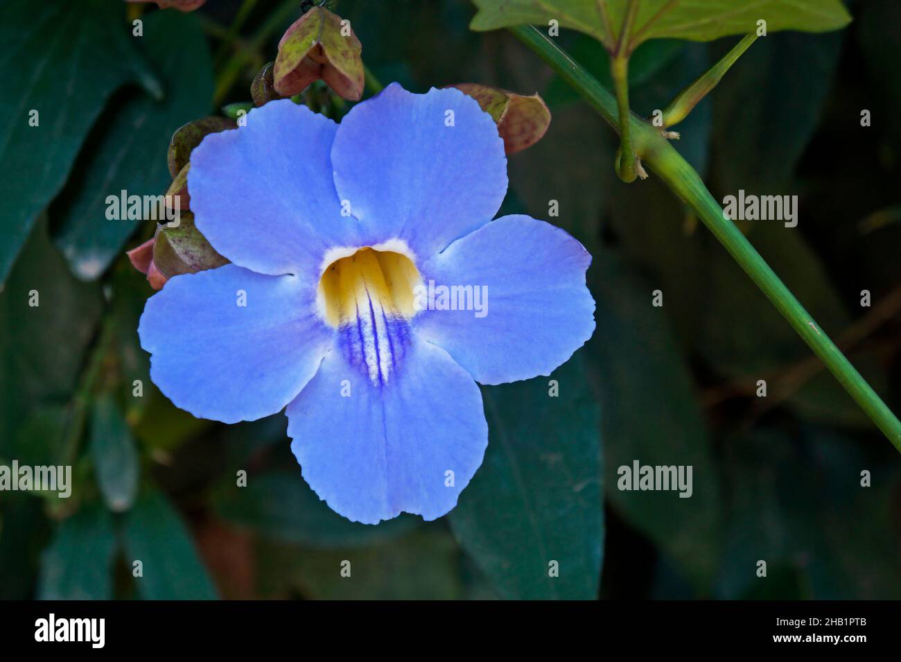 Bengal clock vine flower (Thunbergia grandiflora) Stock Photo