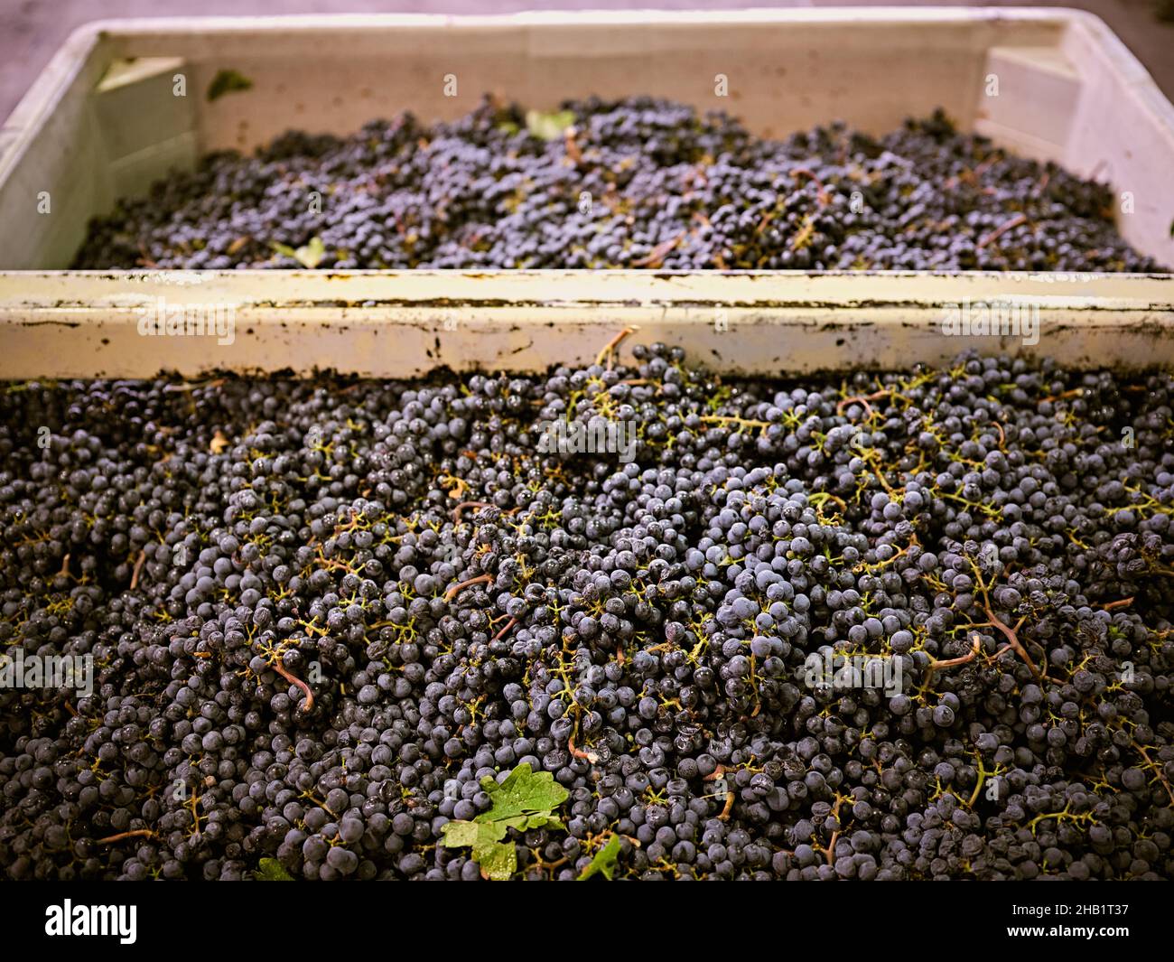 Freshly picked grapes await destemming Stock Photo